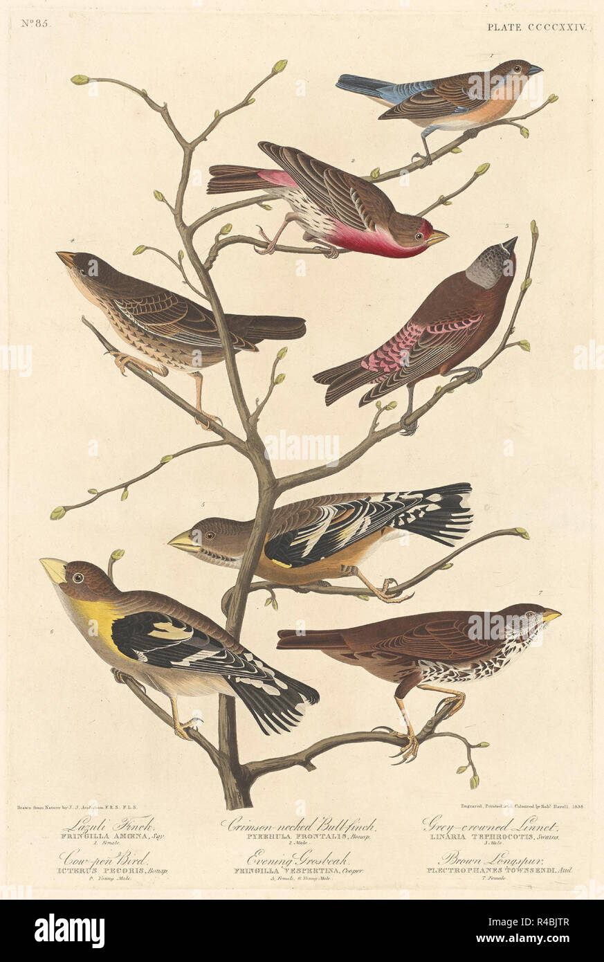 9009 Finch. En date du : 1838. Médium : à la main, gravure et aquatinte sur papier Whatman. Musée : National Gallery of Art, Washington DC. Auteur : Robert Havell après John James Audubon. AUDUBON, JOHN JAMES. Banque D'Images