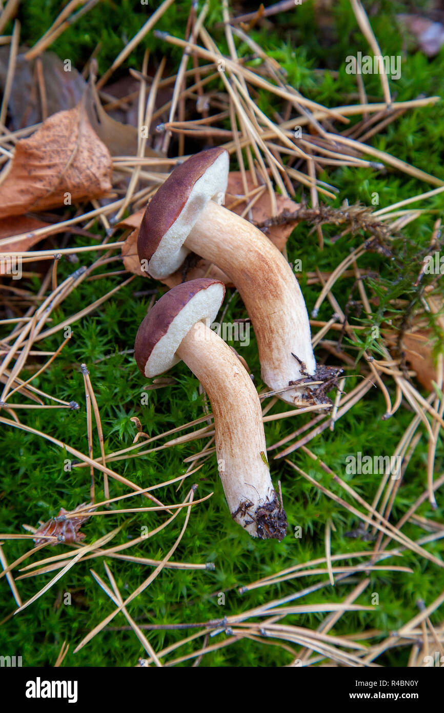 Champignons sauvages comestibles de couleur marron avec un capuchon en automne forêt de pins. Bay bolet connu comme imleria badia ou boletus badius en champignons pour conifères Banque D'Images