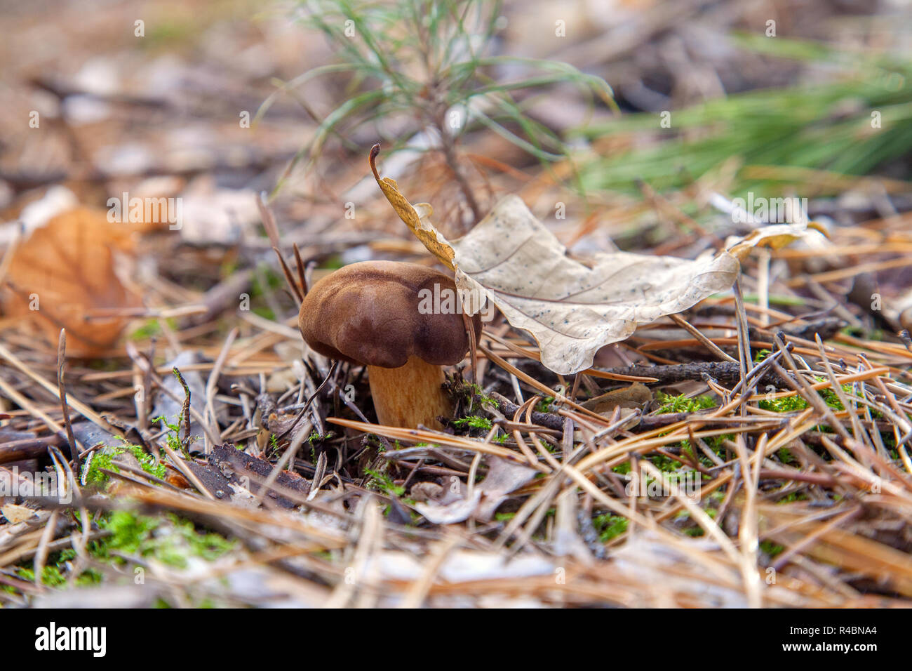 Champignons sauvages comestibles de couleur marron avec capuchon et feuille sèche sur l'automne dans une forêt de pins. Bay bolet connu comme imleria badia ou boletus badius mushroo Banque D'Images