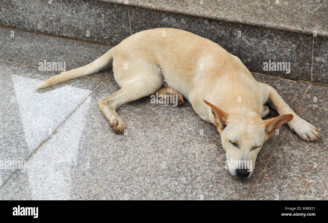 Couchage chien chien solitaire sur rue / sans-abri dormir sur le plancher à l'stree / animal être triste chien Banque D'Images