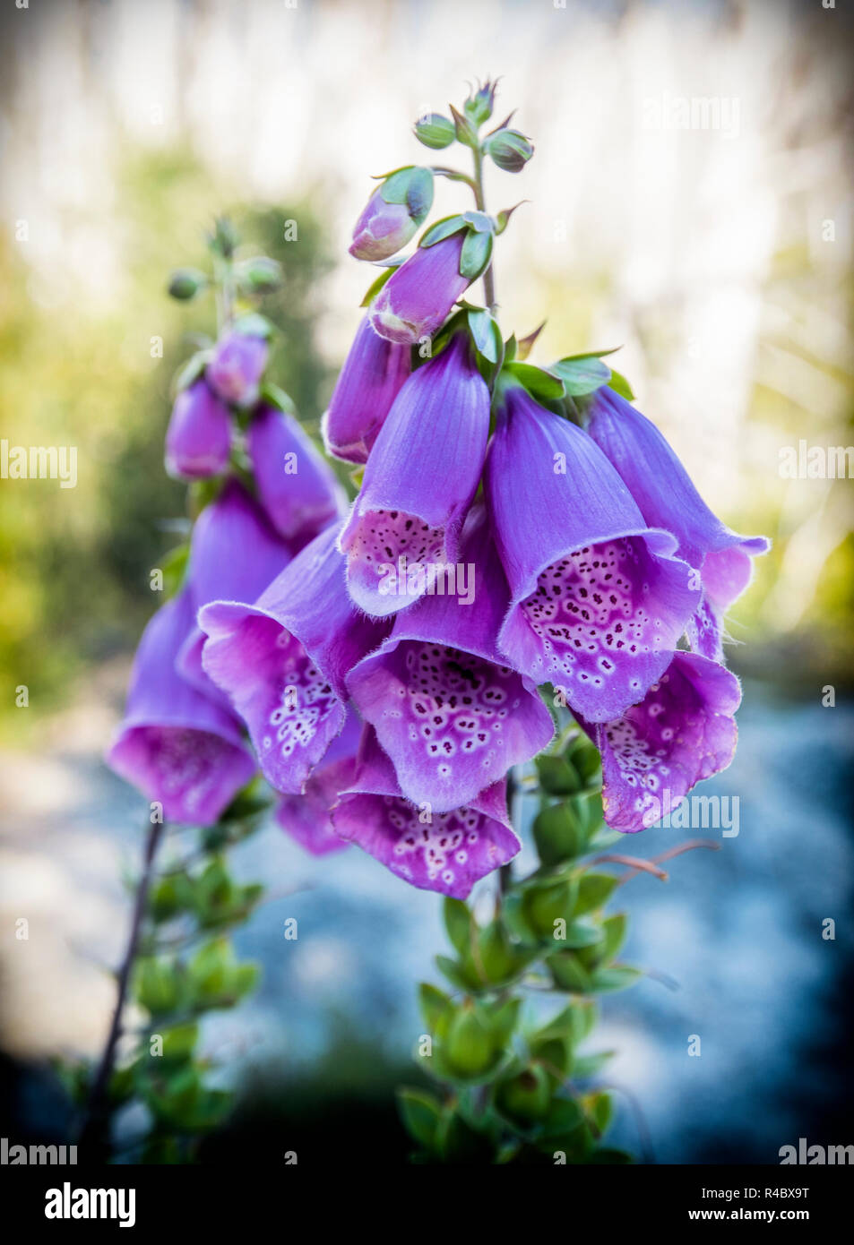 Digitalis purpurea en Patagonie chilienne Banque D'Images