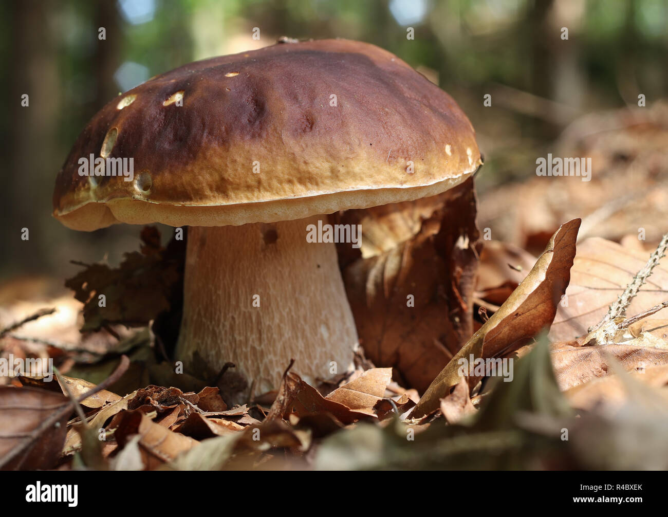 Détail de l'champignon comestible - Boletus King Banque D'Images