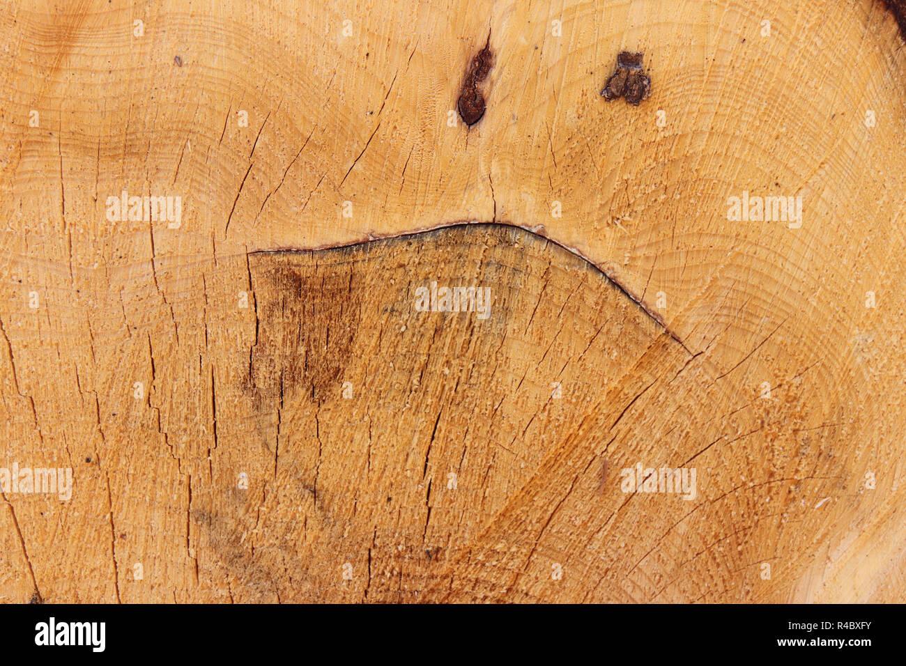 Funny face - grimace sur le tronc d'arbre coupé - résumé détail de texture bois Banque D'Images