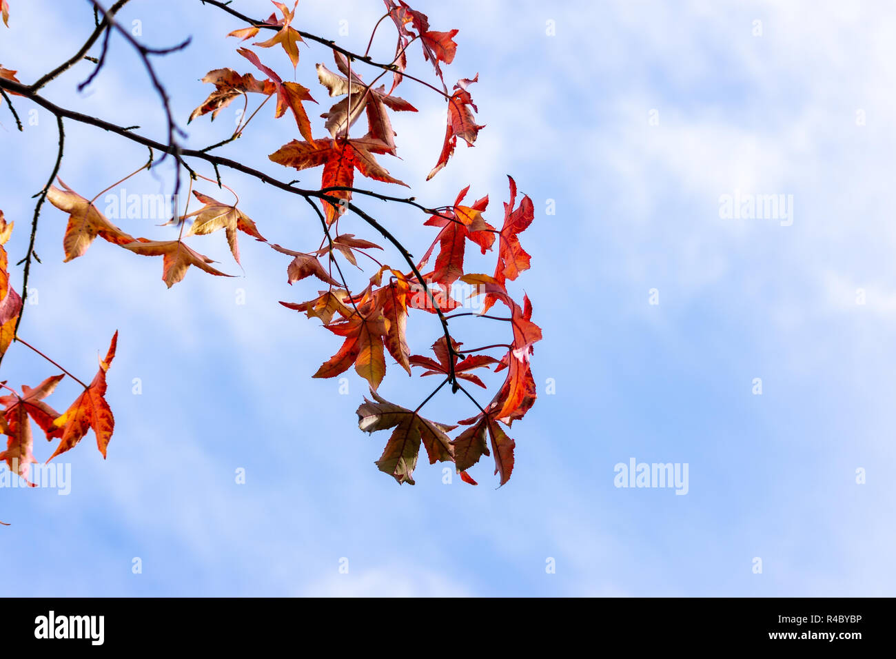 Les feuilles de liquidambar ou Liquidambar styraciflua contre filandreux nuages sur un ciel bleu à l'automne Banque D'Images