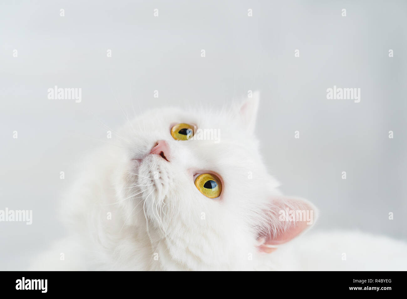 Portrait d'intérieur moelleux white highland straight scottish cat isolated on white background studio. Cute kitten ou pussycat avec de grands yeux jaunes. Copier l'espace. Banque D'Images