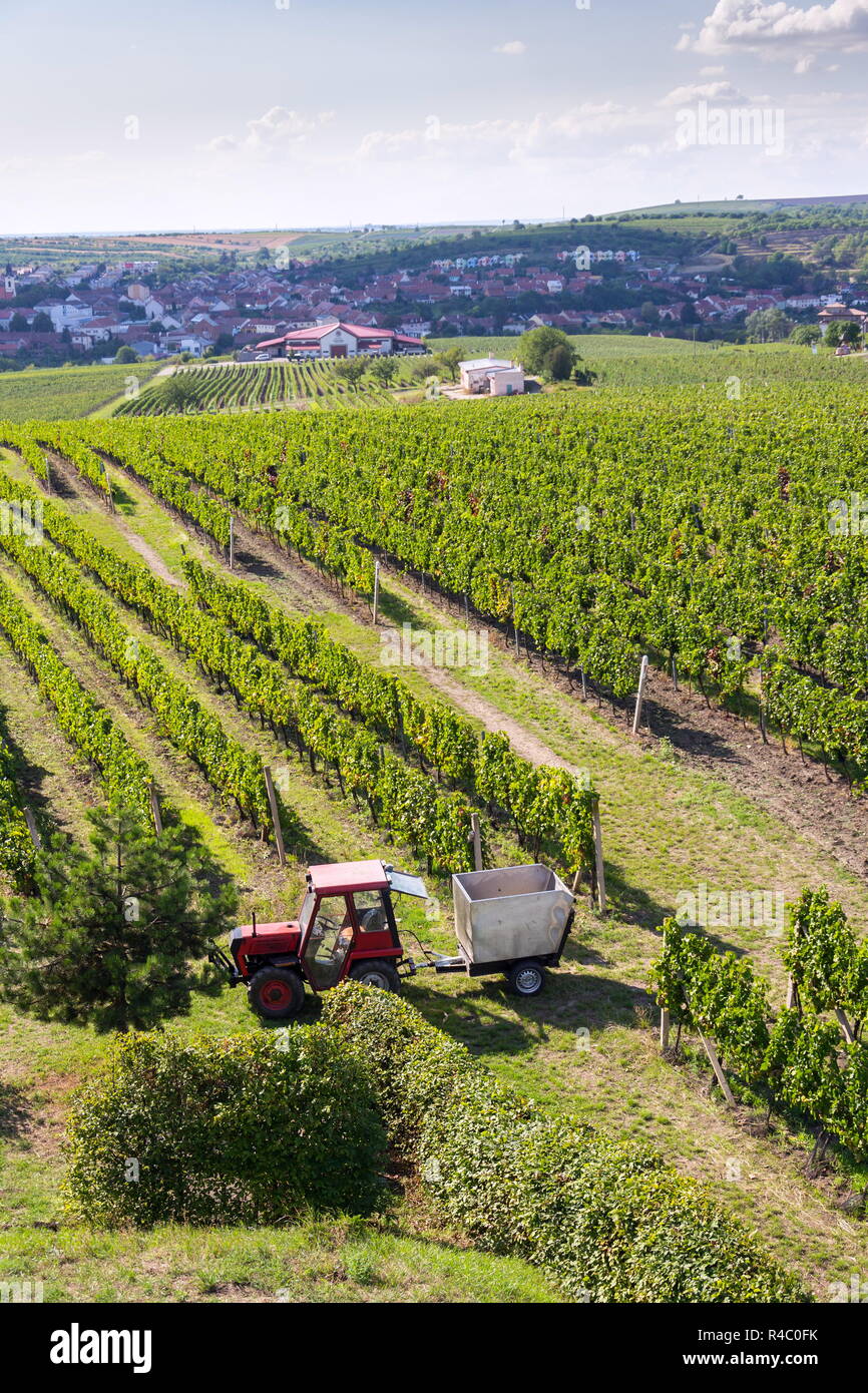 Tracteur rouge prêt pour la récolte des raisins de la vigne, ensoleillée journée d'automne, le sud de la Moravie, République Tchèque Banque D'Images