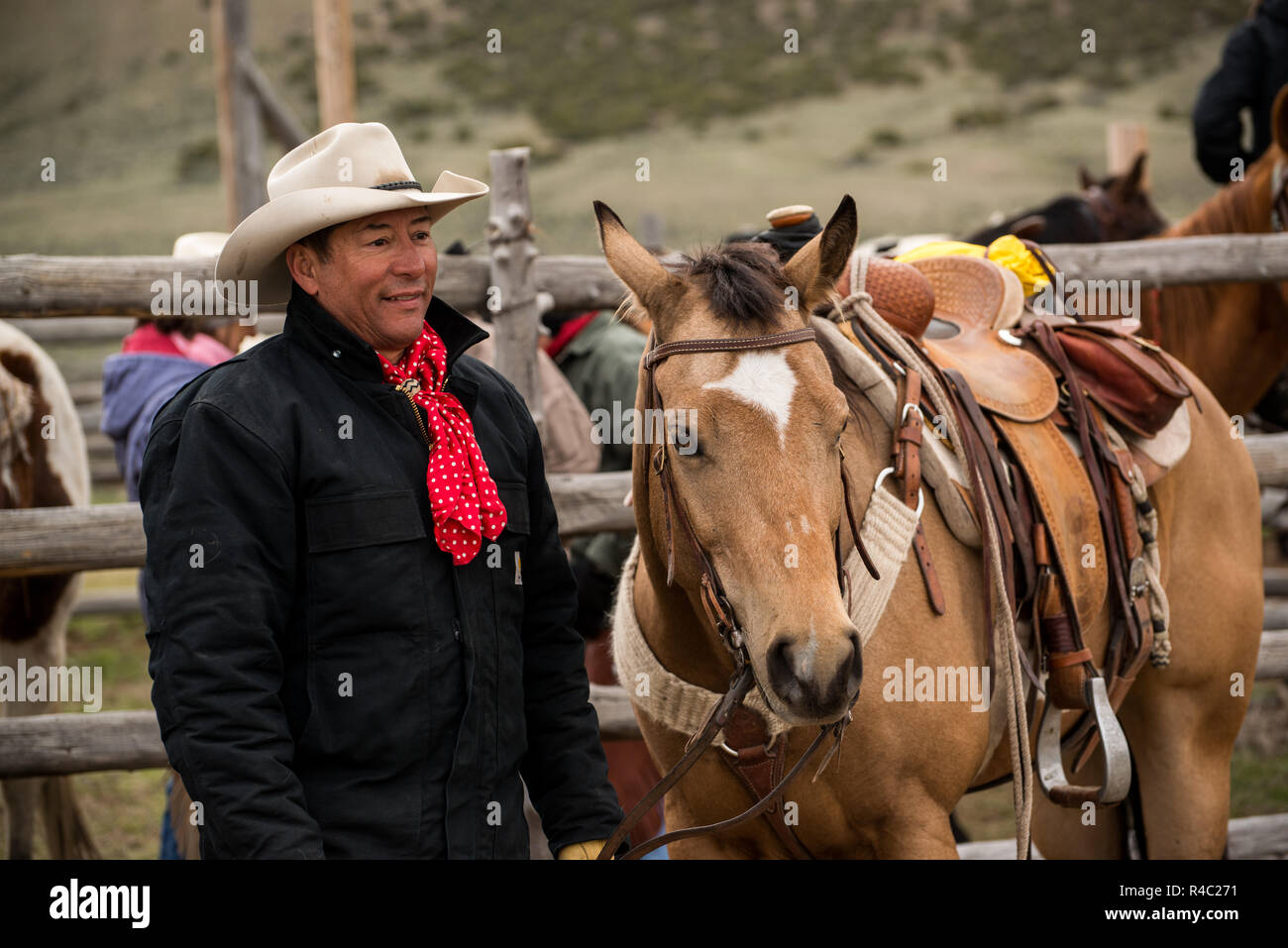 Wrangler Cowboy avec cheval sellé buckskin au corral prêt à rouler Banque D'Images