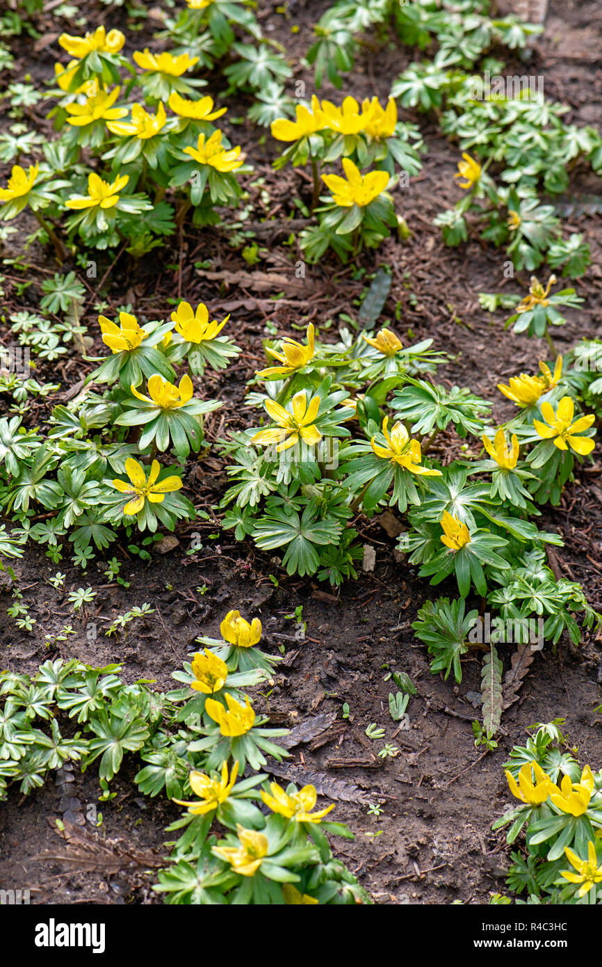 Image en gros plan de la belle floraison printanière anémone aussi connu sous le nom de gingembre bois ou jaune.Anémone Anémone Renoncule ou Banque D'Images