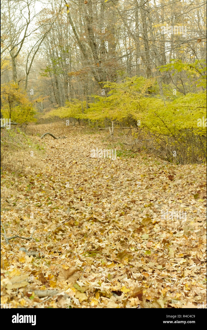 Promenade tranquille dans les bois Banque D'Images