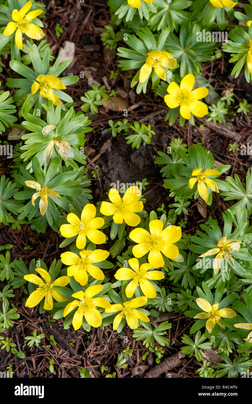 Image en gros plan de la belle floraison printanière anémone aussi connu  sous le nom de gingembre bois ou jaune.Anémone Anémone Renoncule ou Photo  Stock - Alamy