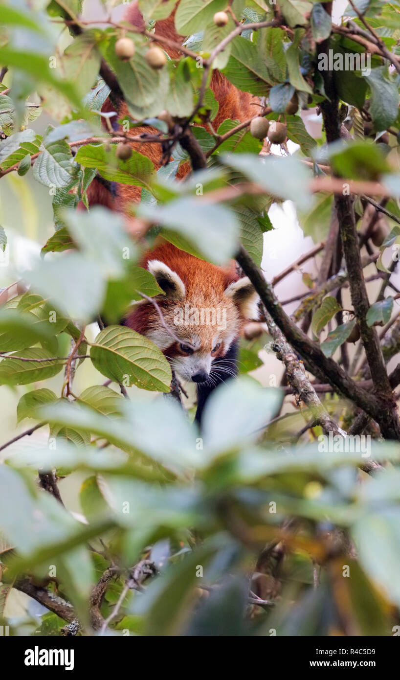 Panda rouge en voie de disparition ou Ailurus fulgens sauvages dans le Parc National de Singalila dans la région indo-Népalais Banque D'Images