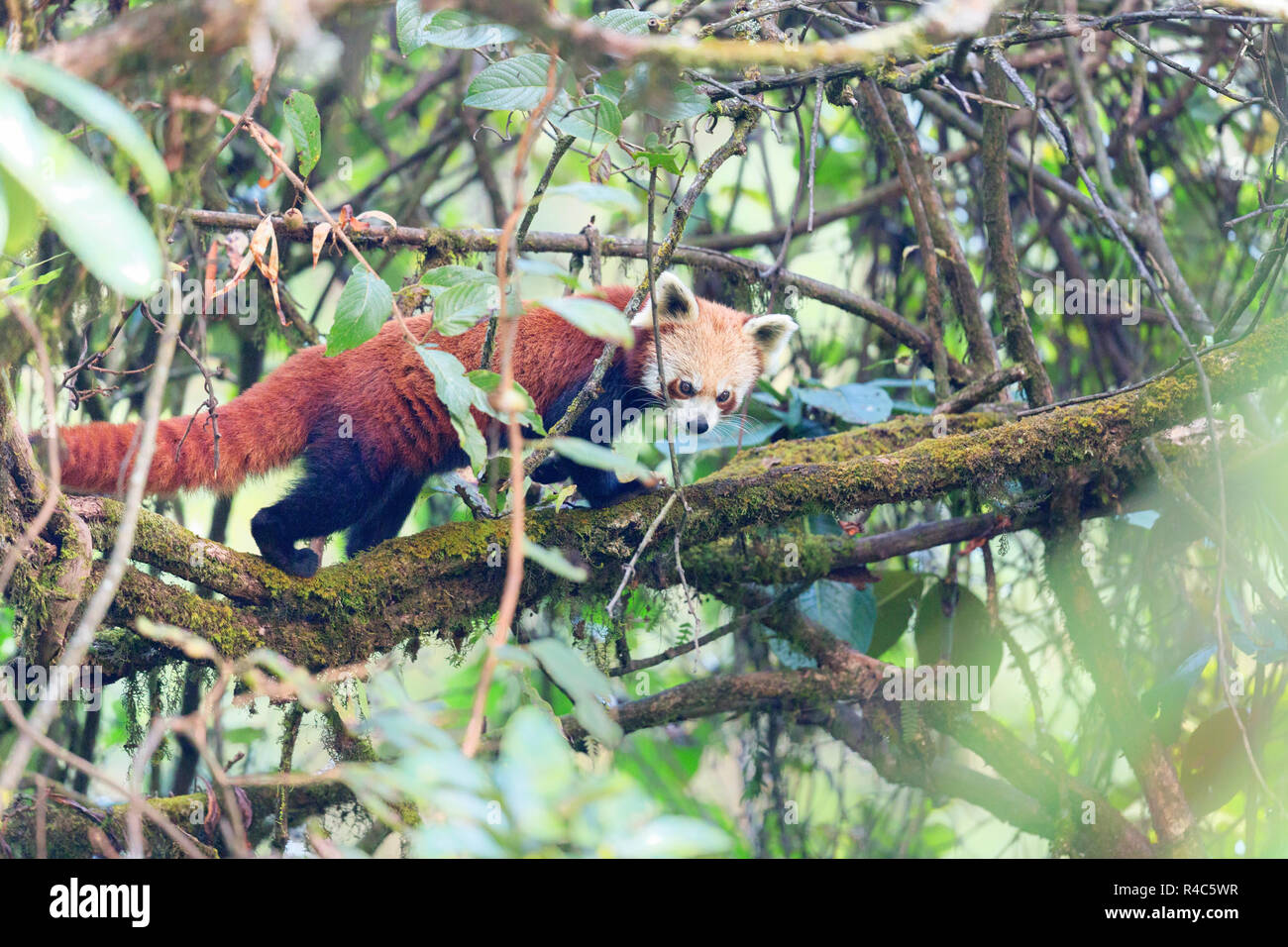 Panda rouge en voie de disparition ou Ailurus fulgens sauvages dans le Parc National de Singalila dans la région indo-Népalais Banque D'Images