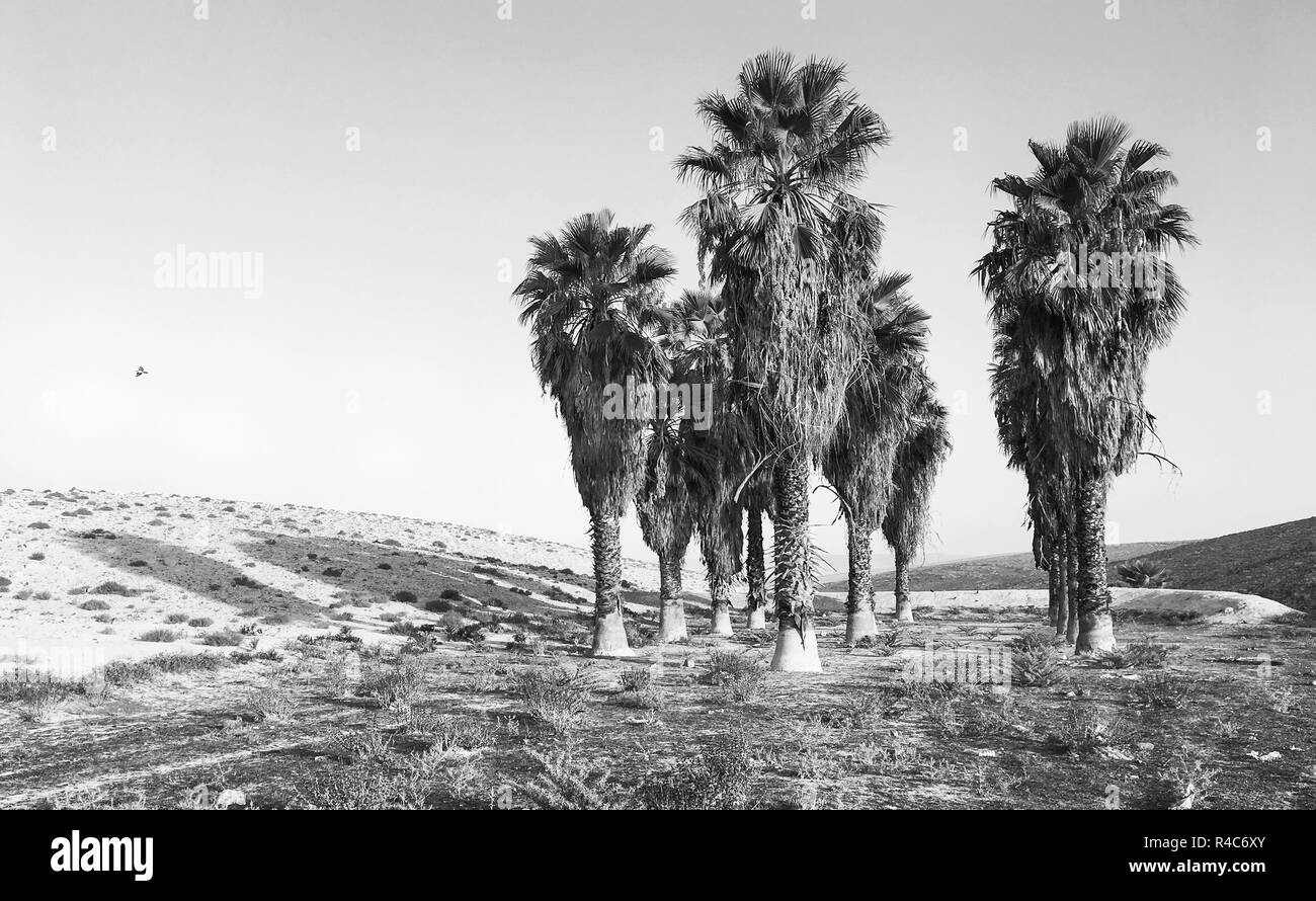Tôt le matin de la vue monochrome d'une oasis de palmiers près de Arad dans le Néguev Région d'Israël Banque D'Images