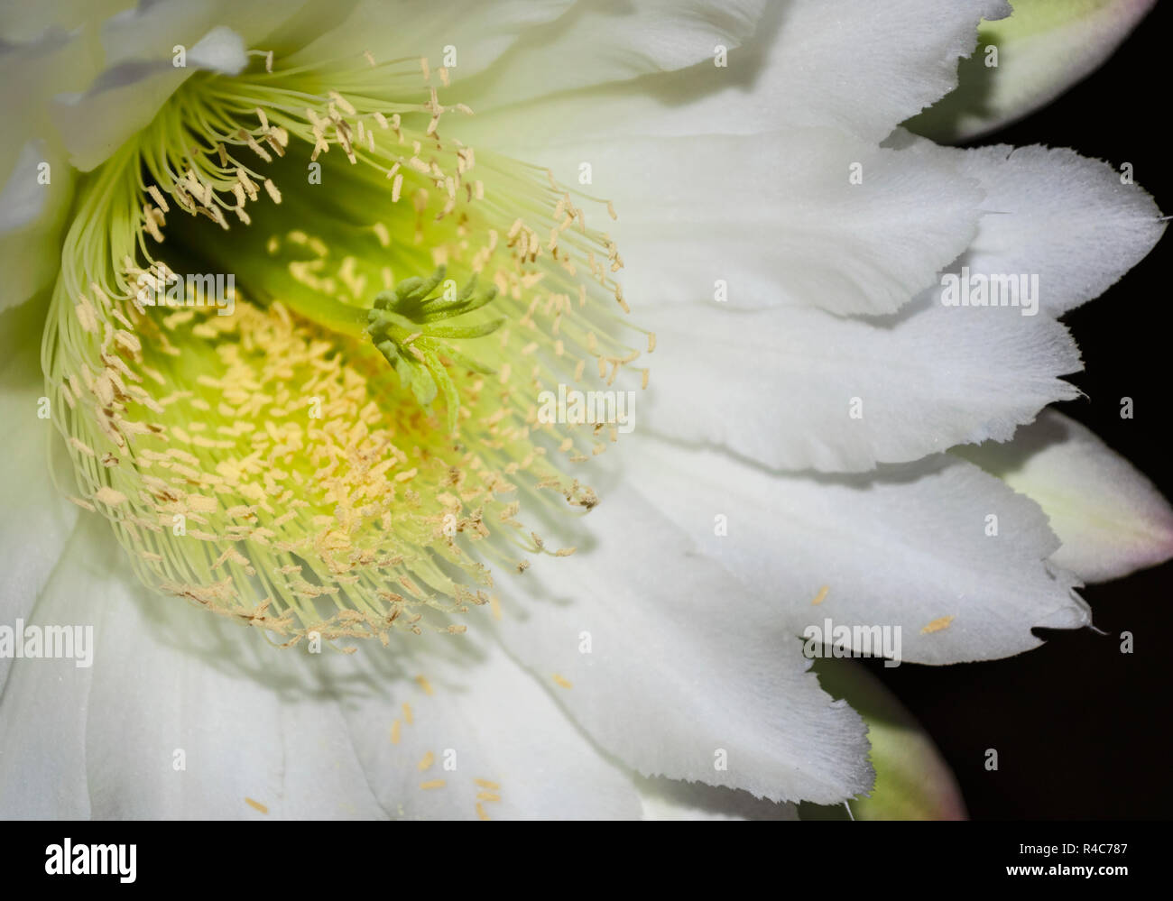 De macro Night Blooming Cereus jamacaru fleur de cactus mandacaru montrant une partie de la tige sur un fond sombre Banque D'Images