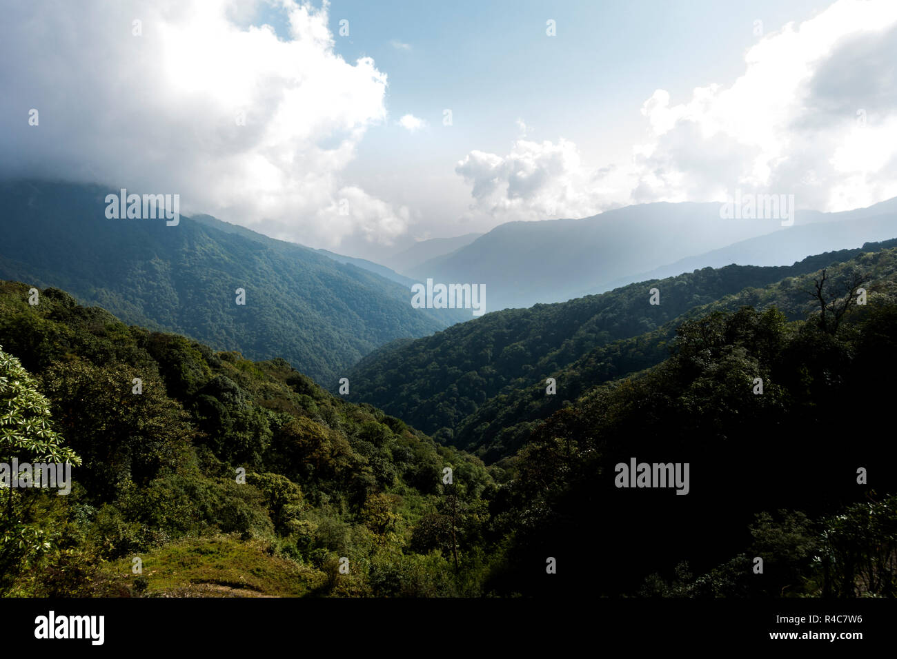 L'habitat du panda rouge au parc national de Singalila en Inde - Népal région. Banque D'Images