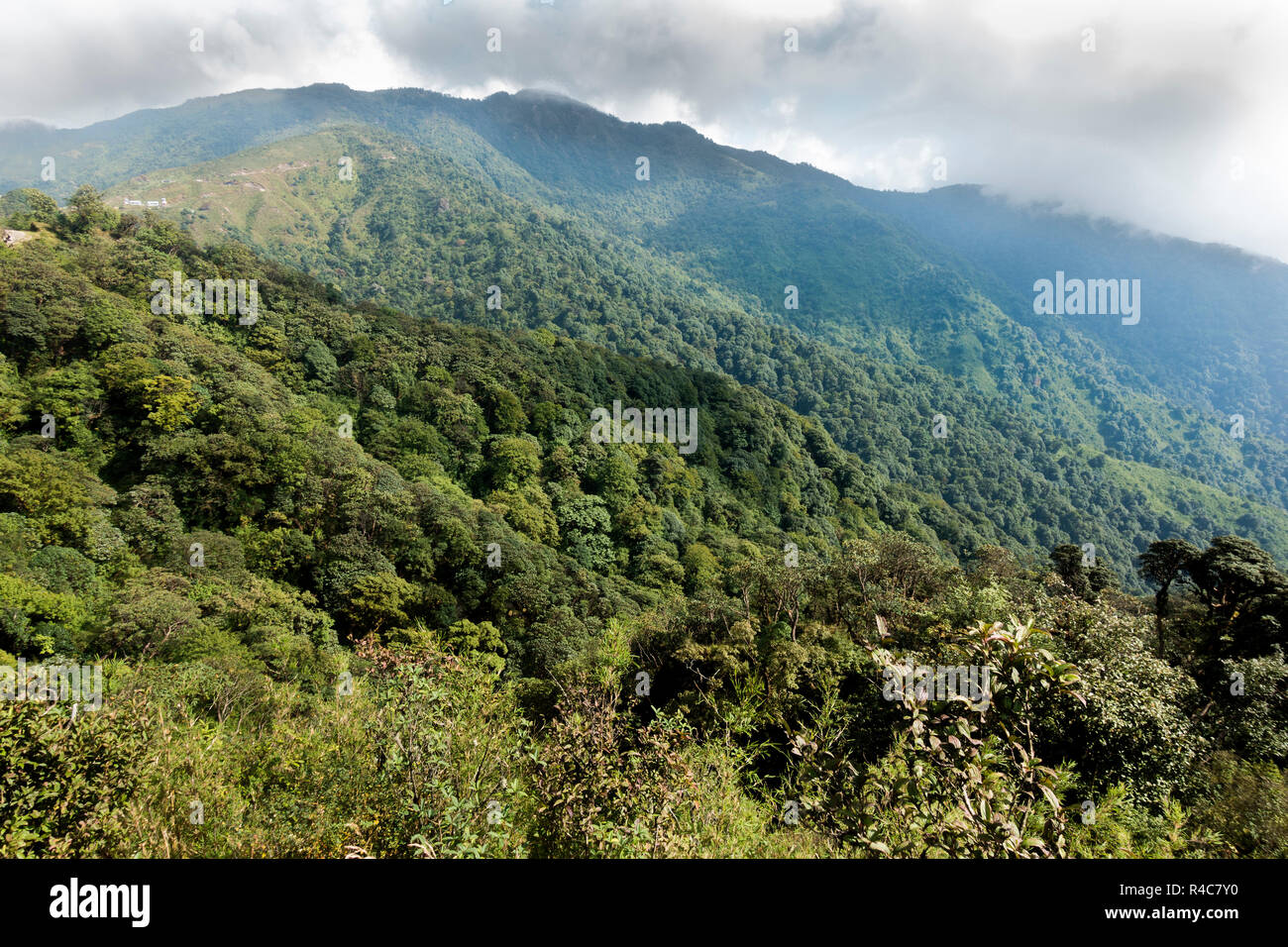 L'habitat du panda rouge au parc national de Singalila en Inde - Népal région. Banque D'Images