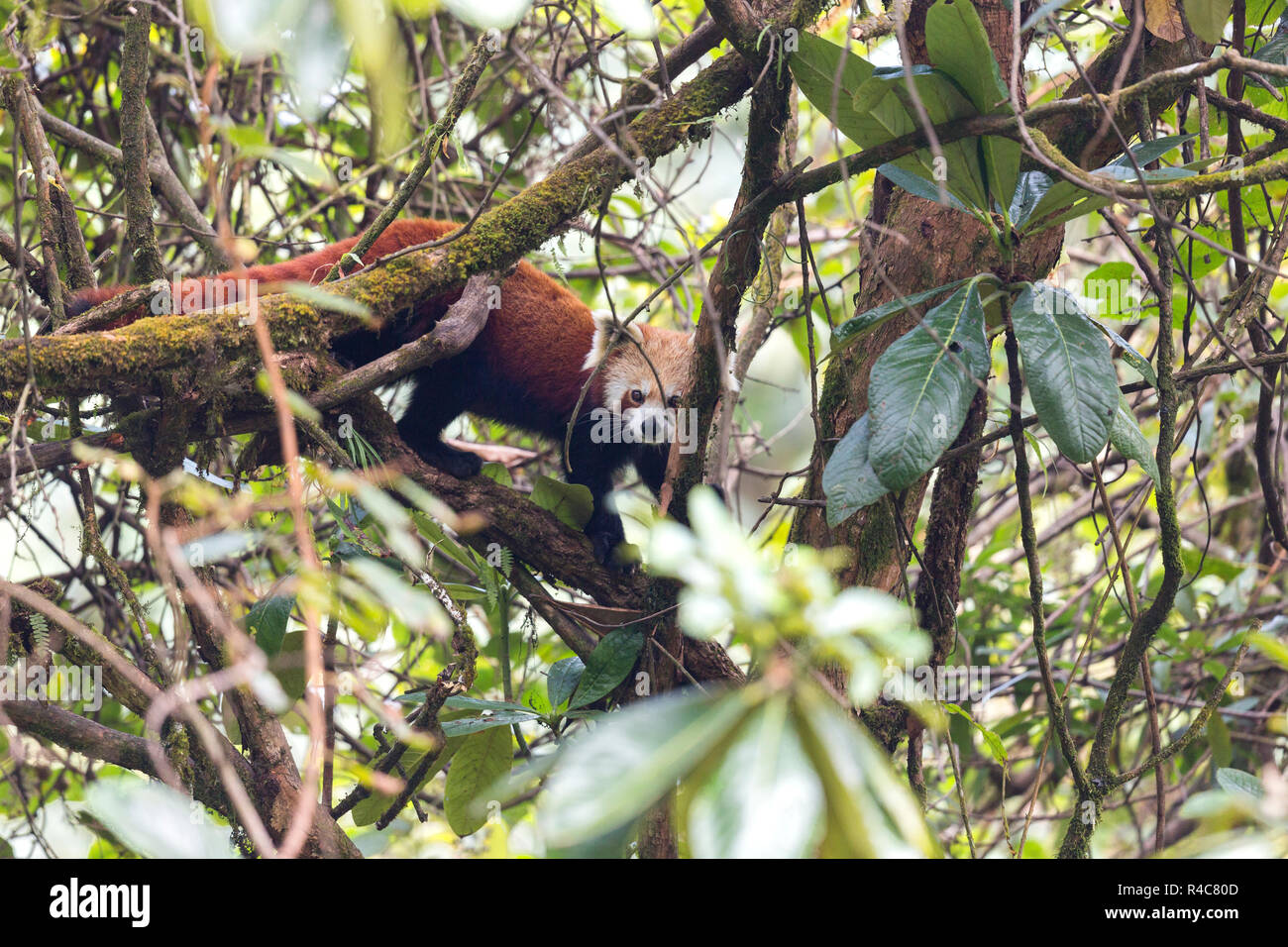 Panda rouge en voie de disparition ou Ailurus fulgens sauvages dans le Parc National de Singalila dans la région indo-Népalais Banque D'Images