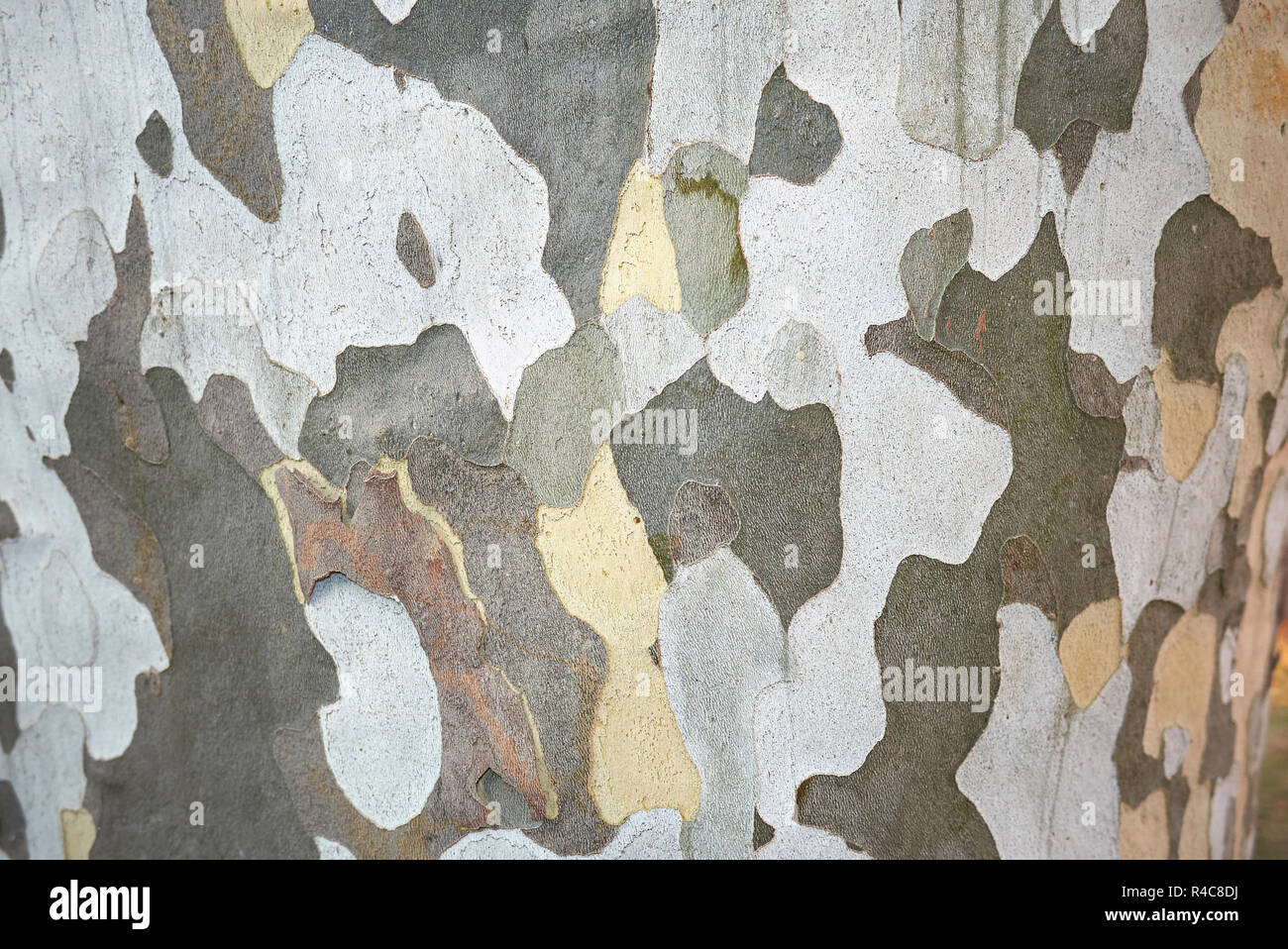 Platanus x hispanica écorce texturée Banque D'Images