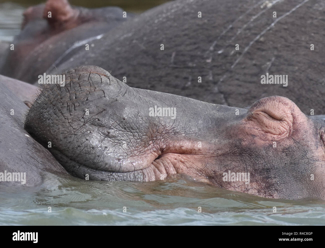 Un Hippopotame (Hippopotamus amphibious) avec une expression béatifique repose sa tête sur le dos d'un collègue dans le canal Kazinga entre le lac de Geor Banque D'Images