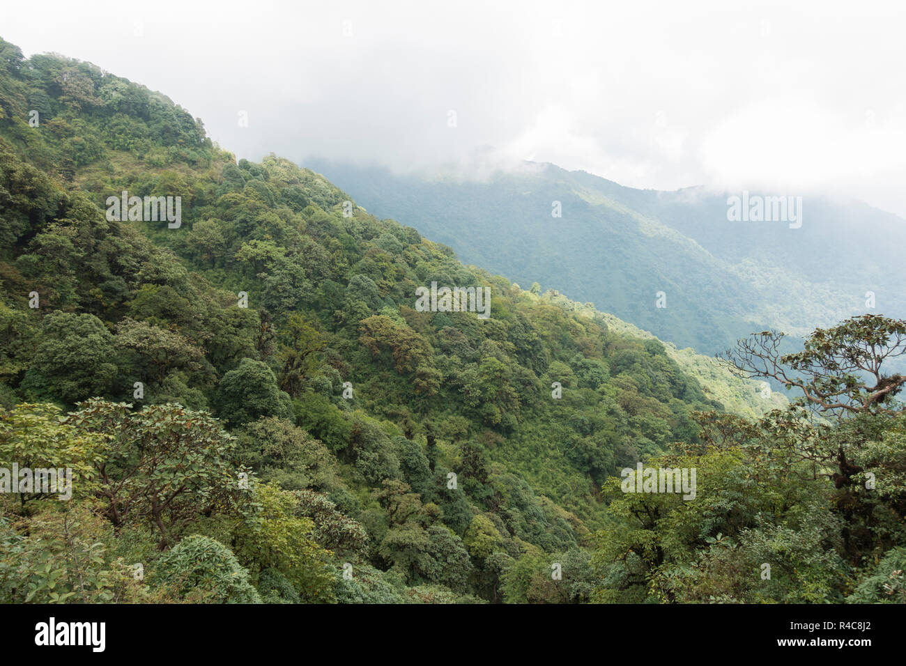 L'habitat du panda rouge au parc national de Singalila en Inde - Népal région. Banque D'Images