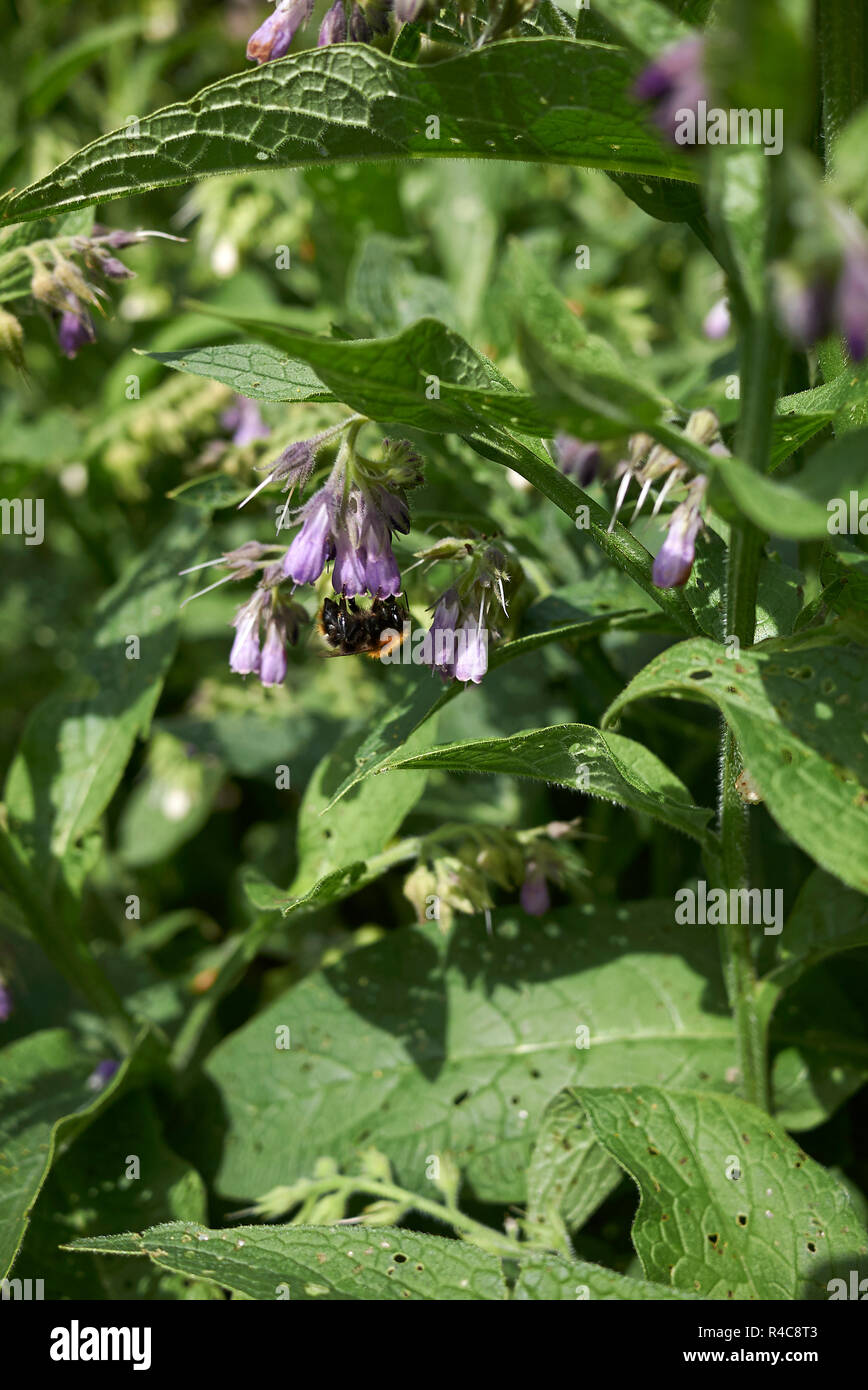 Symphytum officinale Banque D'Images