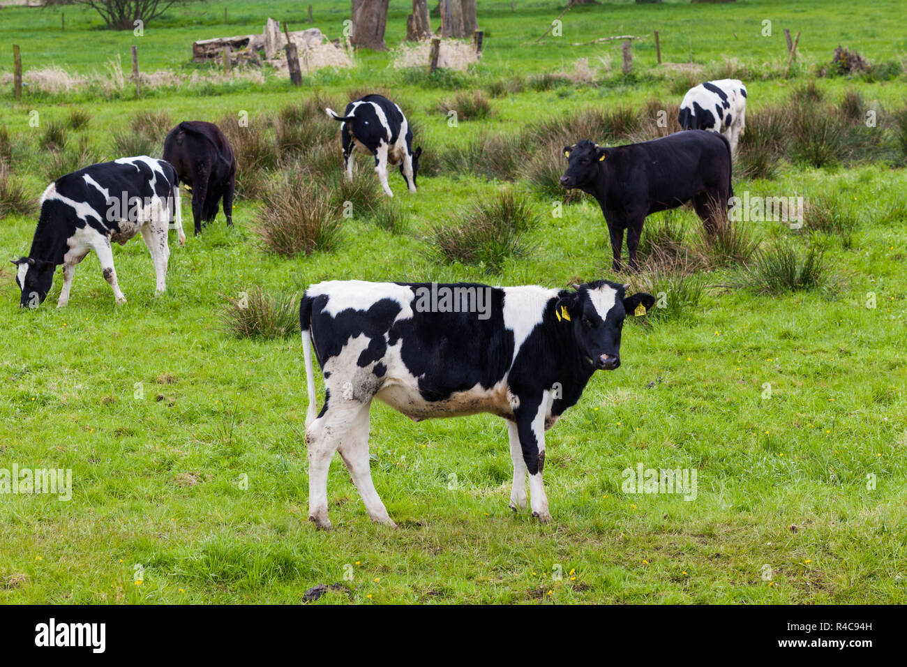 Troupeau de vaches. Les vaches sur un champ vert. cows on meadow Banque D'Images