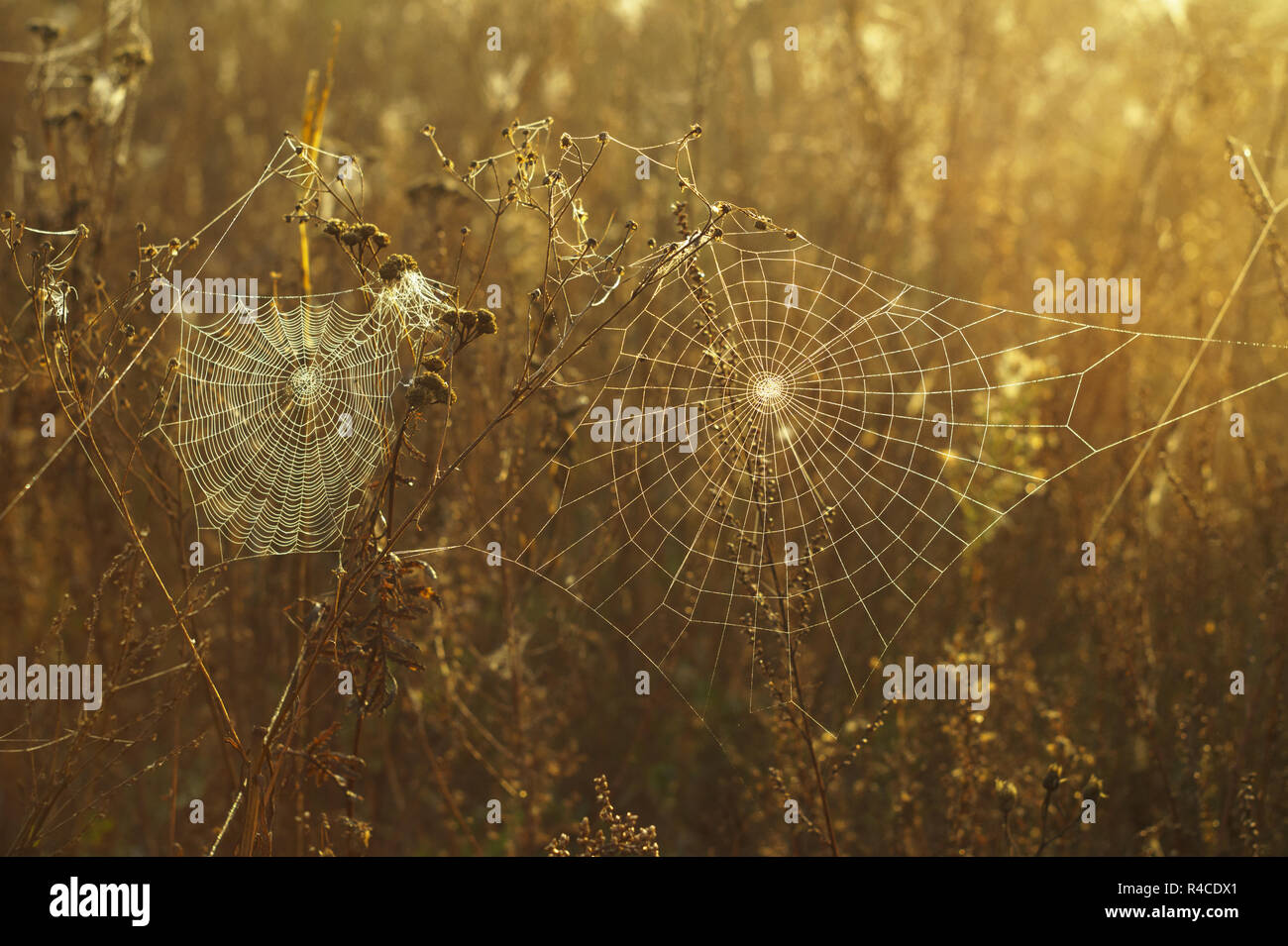 L'herbe sèche et d'araignée en gouttes de rosée sur un arrière-plan flou Banque D'Images