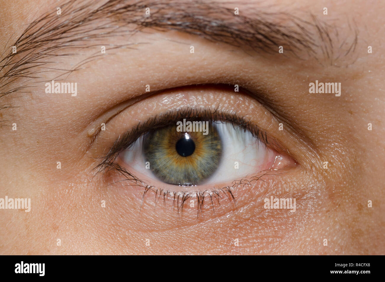 Des yeux adultes Banque D'Images