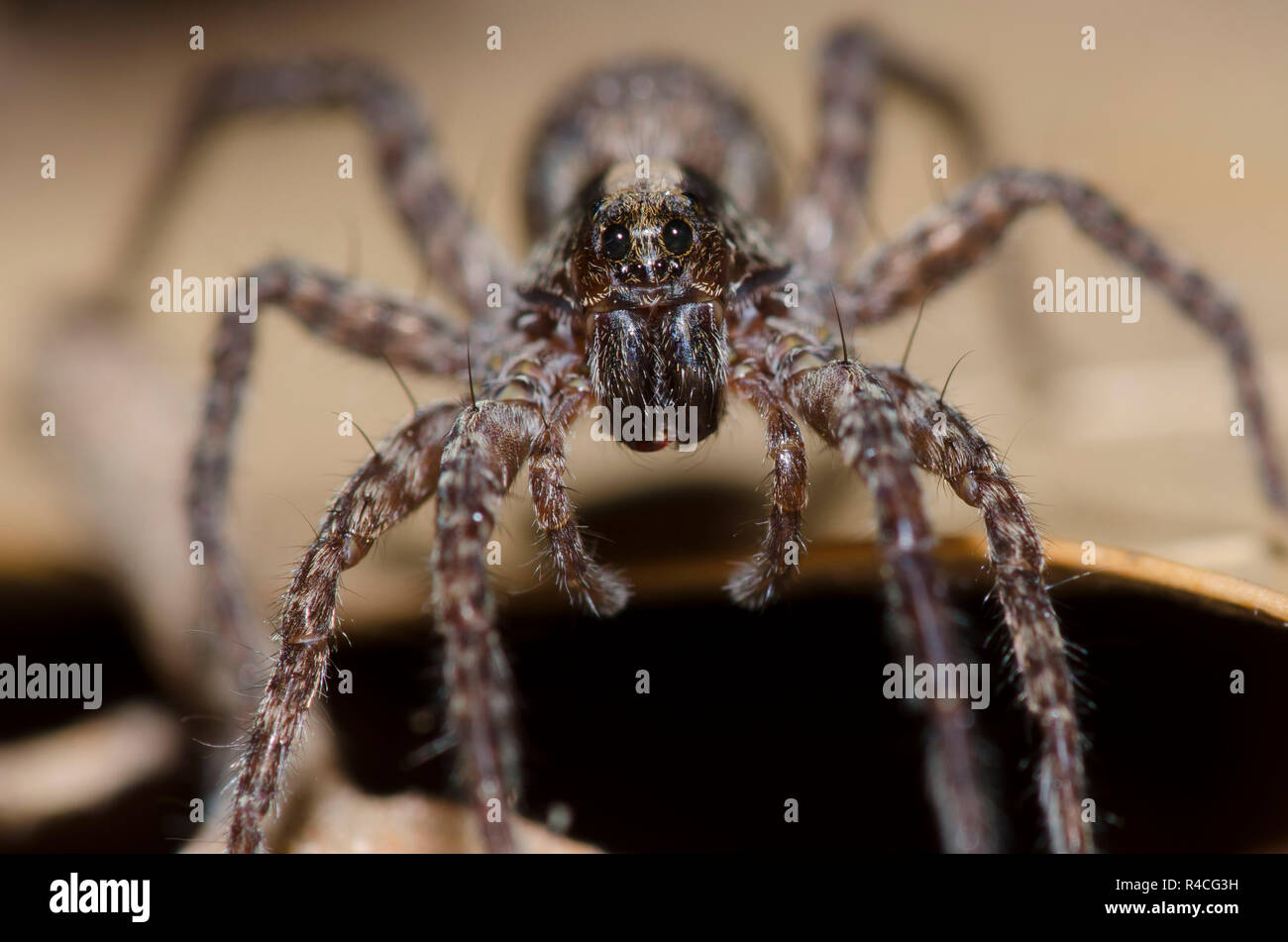 Wolf Spider, Schizocosa sp., sur le sol de la forêt Banque D'Images