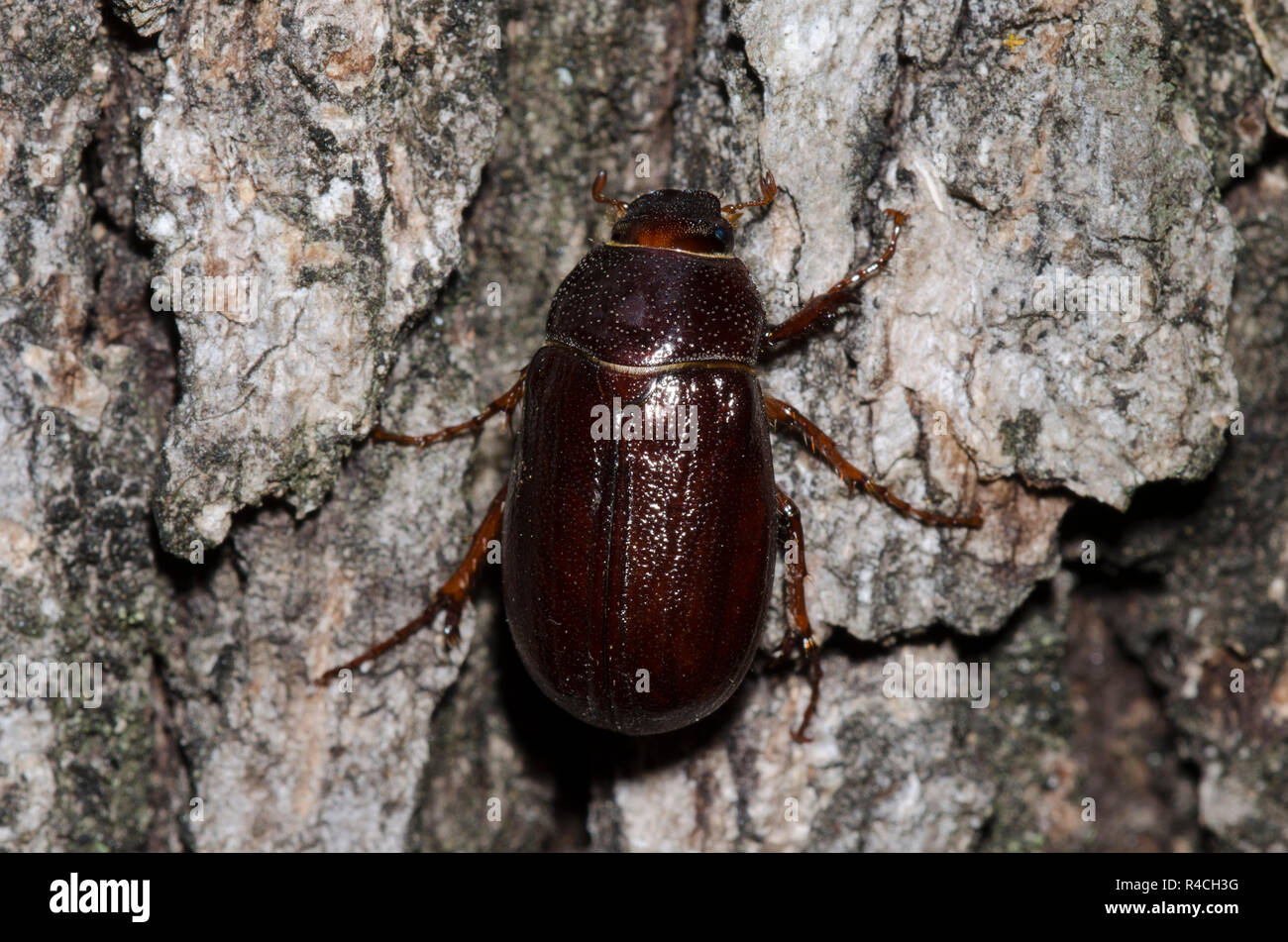 May beetle, Phyllophaga sp. Banque D'Images