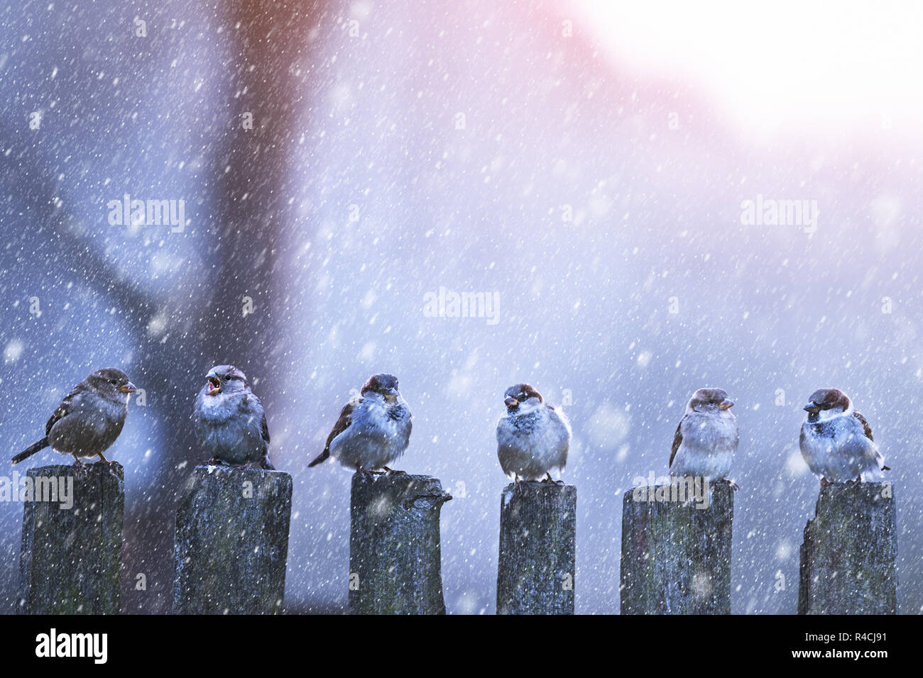 Les moineaux dans une rangée de clôture en bois. Scène d'hiver avec la neige va Banque D'Images