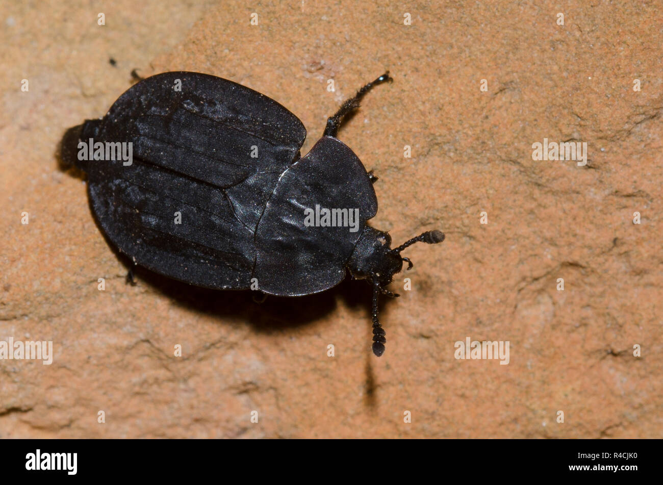 Carrion Beetle, Oiceoptoma rugulosum Banque D'Images