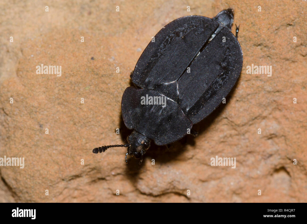 Carrion Beetle, Oiceoptoma rugulosum Banque D'Images
