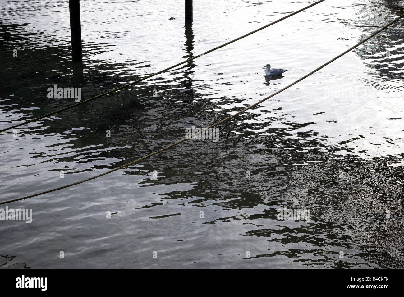 Cordes de bateau, des reflets dans les eaux calmes de l'estuaire à Salcombe Banque D'Images