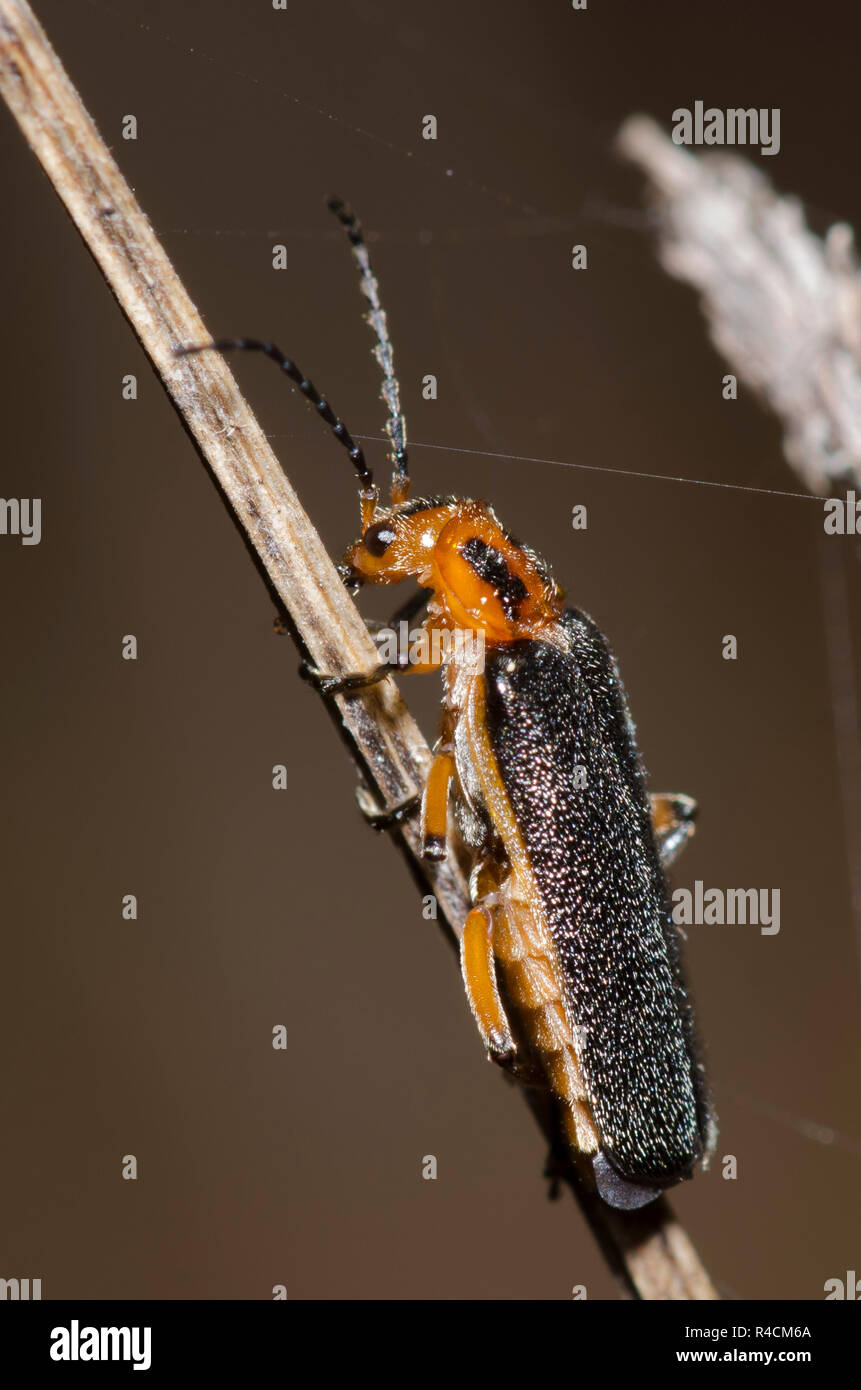 Soldat Beetle, Atalantycha bilineata Banque D'Images