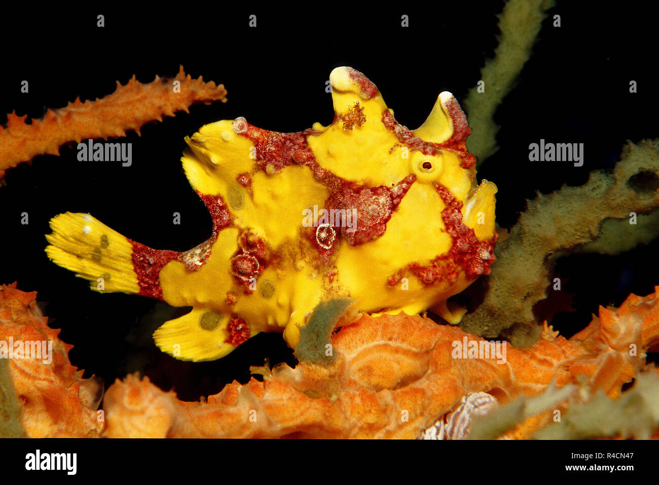 Poisson grenouille verruqueux ou Clown amglerfish (Antennarius maculatus), Sabang Bach, Mindoro, Philippines Banque D'Images
