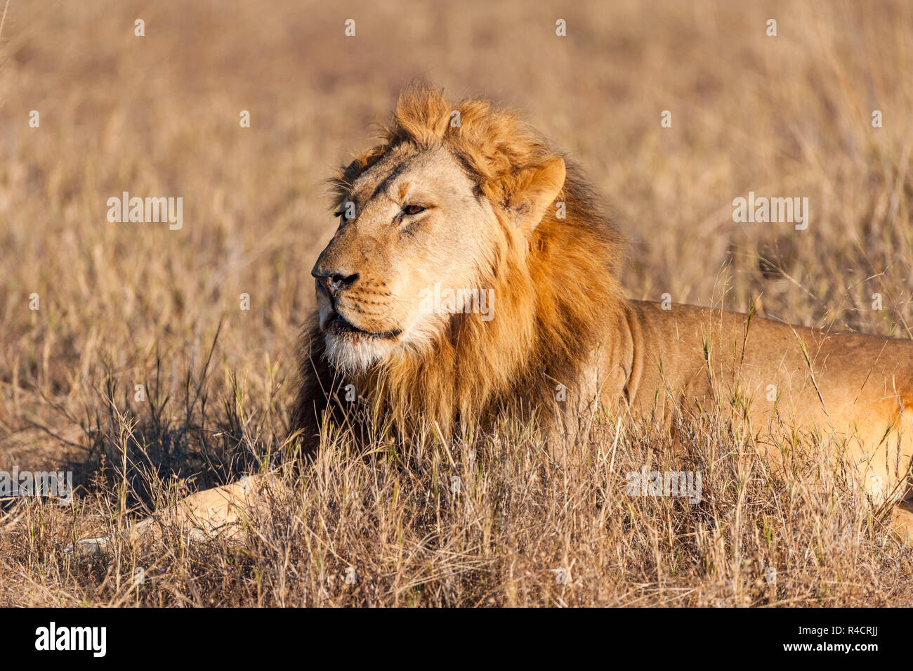 Un grand mâle lion vu dans le parc national de Hwange au Zimbabwe. Banque D'Images