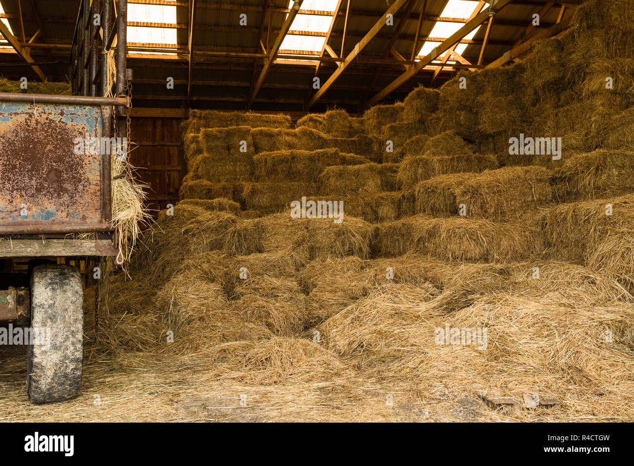 Des balles de foin pour l'alimentation animale empilés dans une grange Banque D'Images