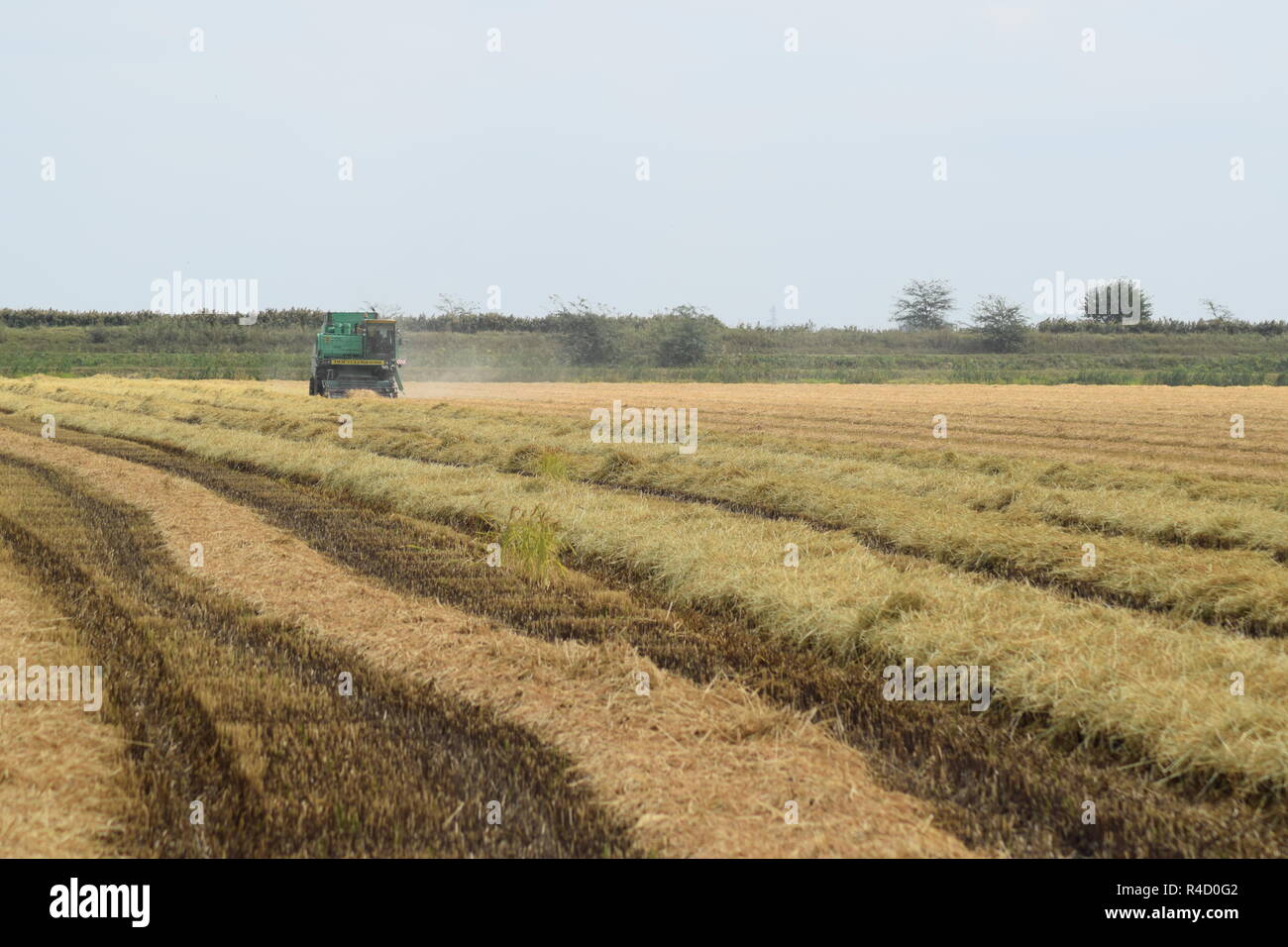 Moissonneuses-batteuses Don. Les machines agricoles. Banque D'Images