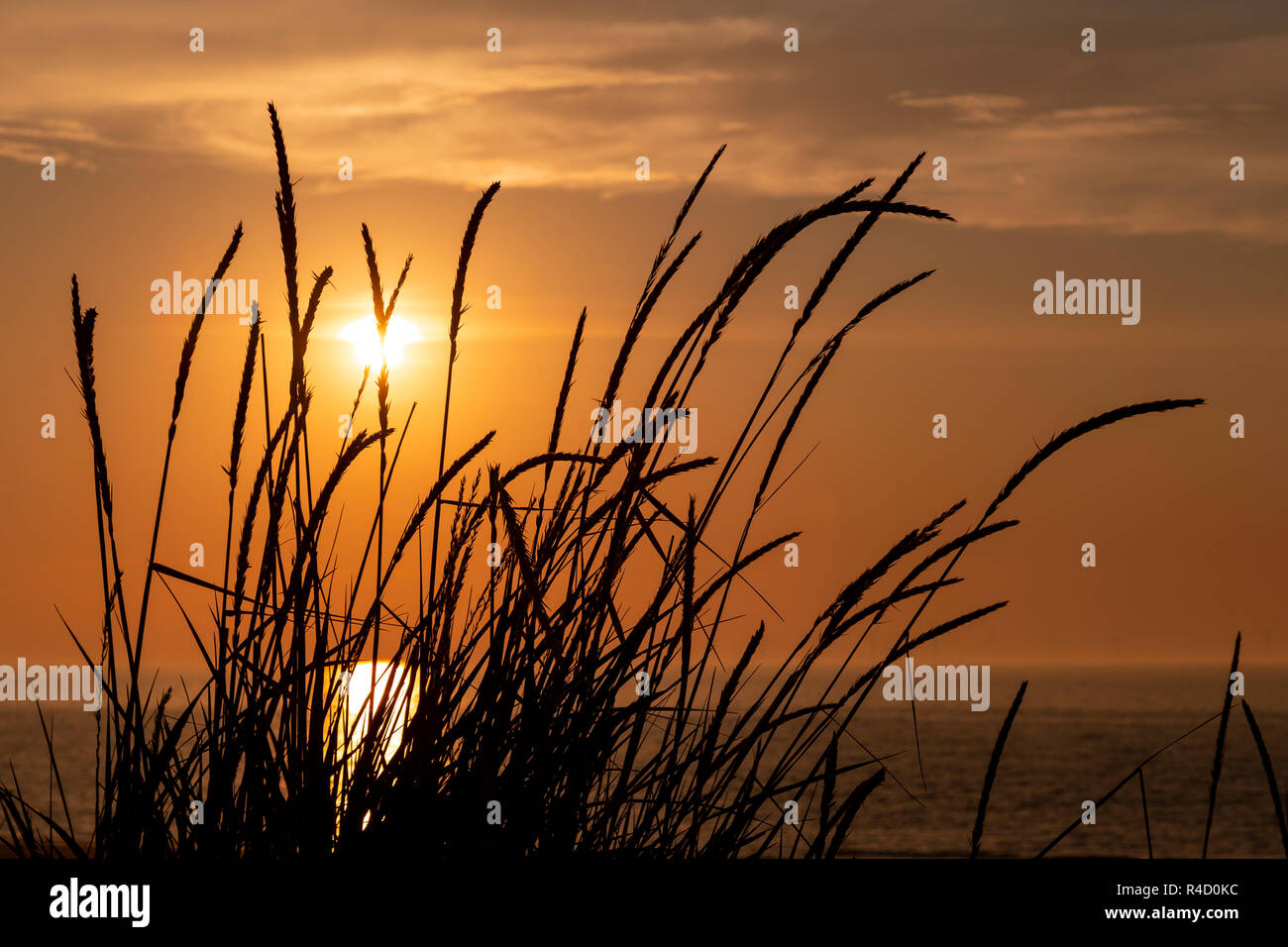 L'herbe des zones côtières en silhouette au coucher du soleil sur la côte nord du Pays de Galles à Llandudno Banque D'Images