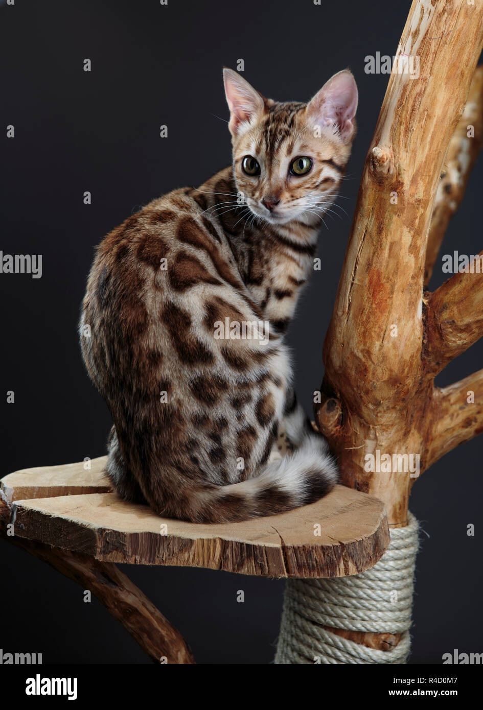 Portrait d'un jeune chaton Bengal Cat scratching het sur tree Banque D'Images