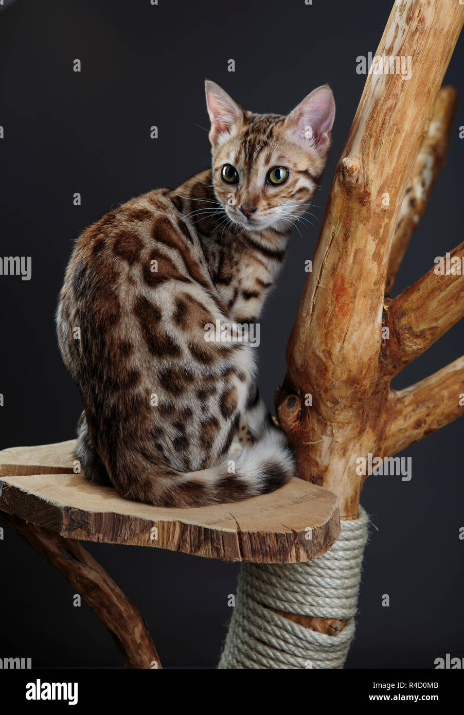 Portrait d'un jeune chaton Bengal Cat scratching het sur tree Banque D'Images