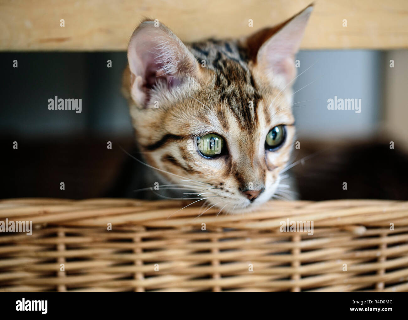 Portrait d'un jeune chaton Bengal dans son panier en osier Banque D'Images