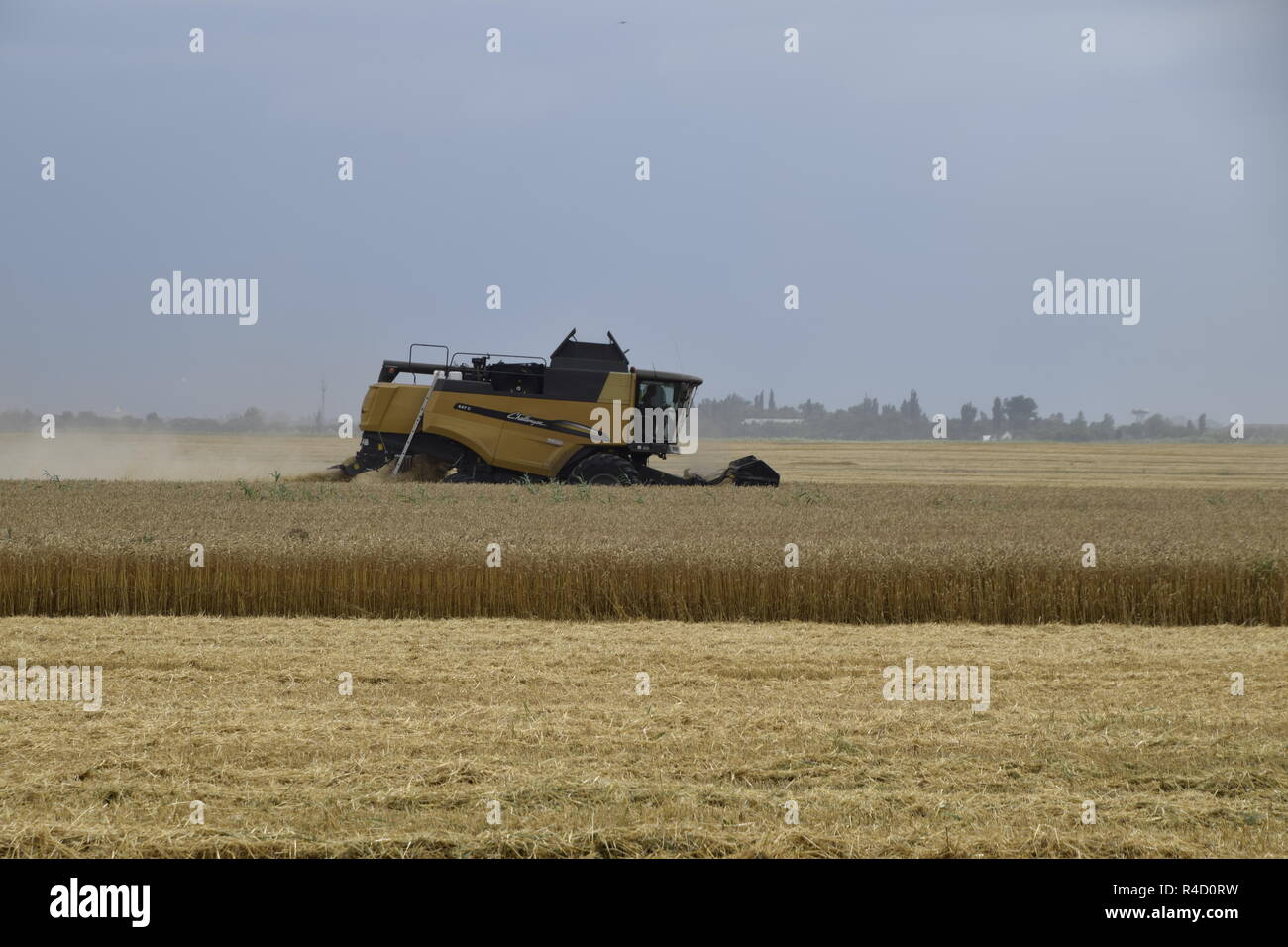Kombain recueille sur la récolte de blé. Les machines agricoles sur le terrain. Banque D'Images