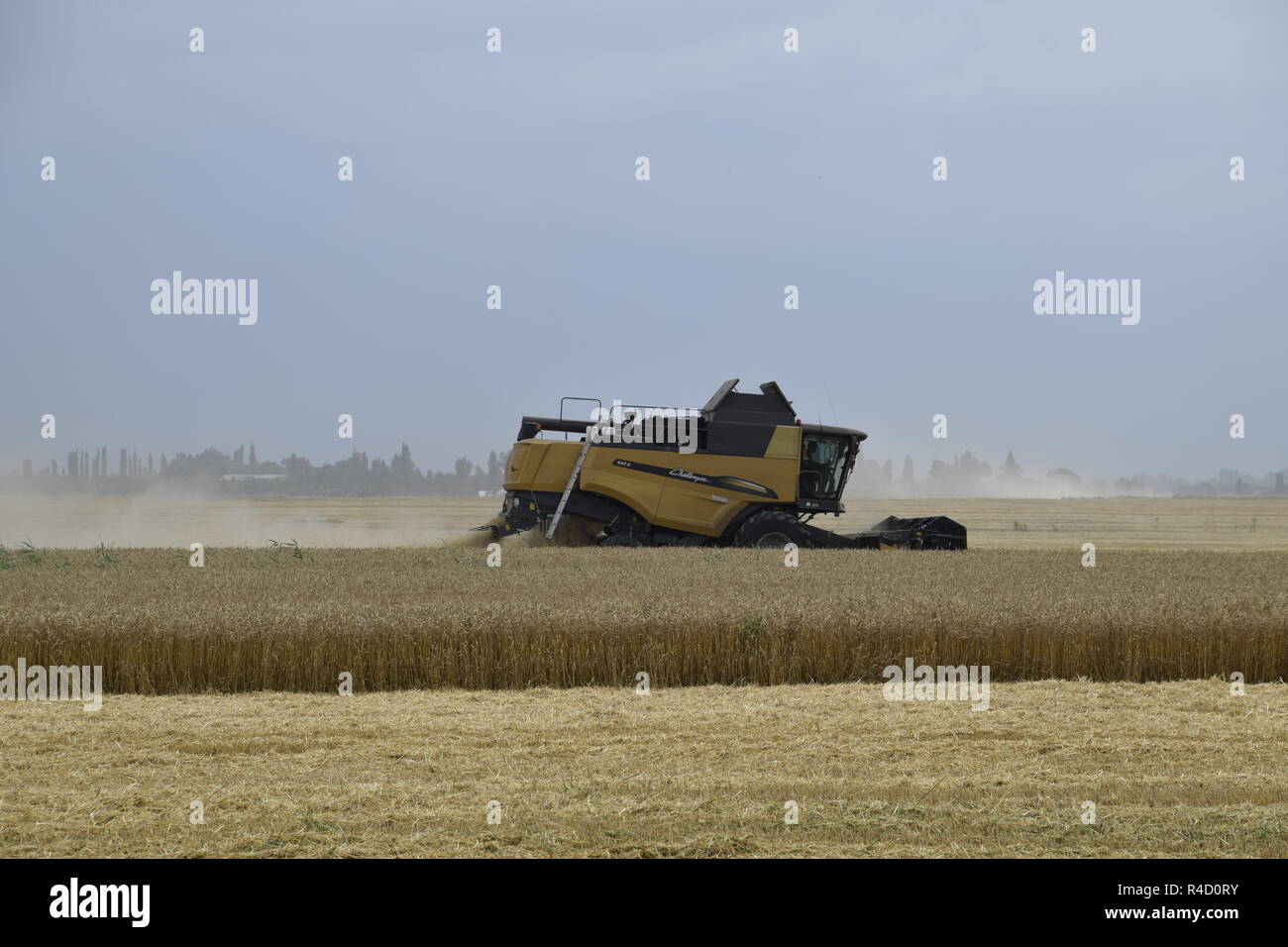 Kombain recueille sur la récolte de blé. Les machines agricoles sur le terrain. Banque D'Images