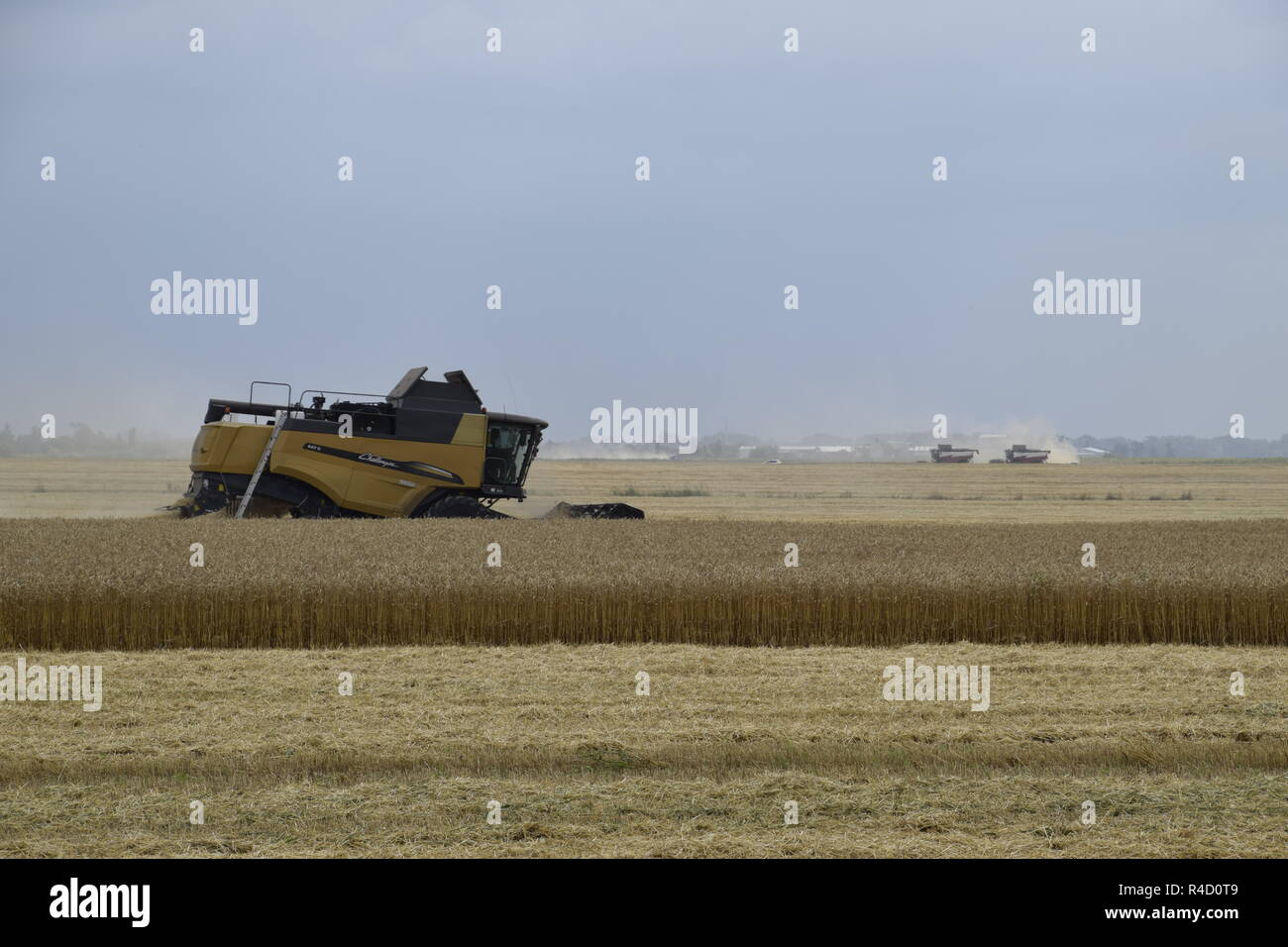 Kombain recueille sur la récolte de blé. Les machines agricoles sur le terrain. Banque D'Images