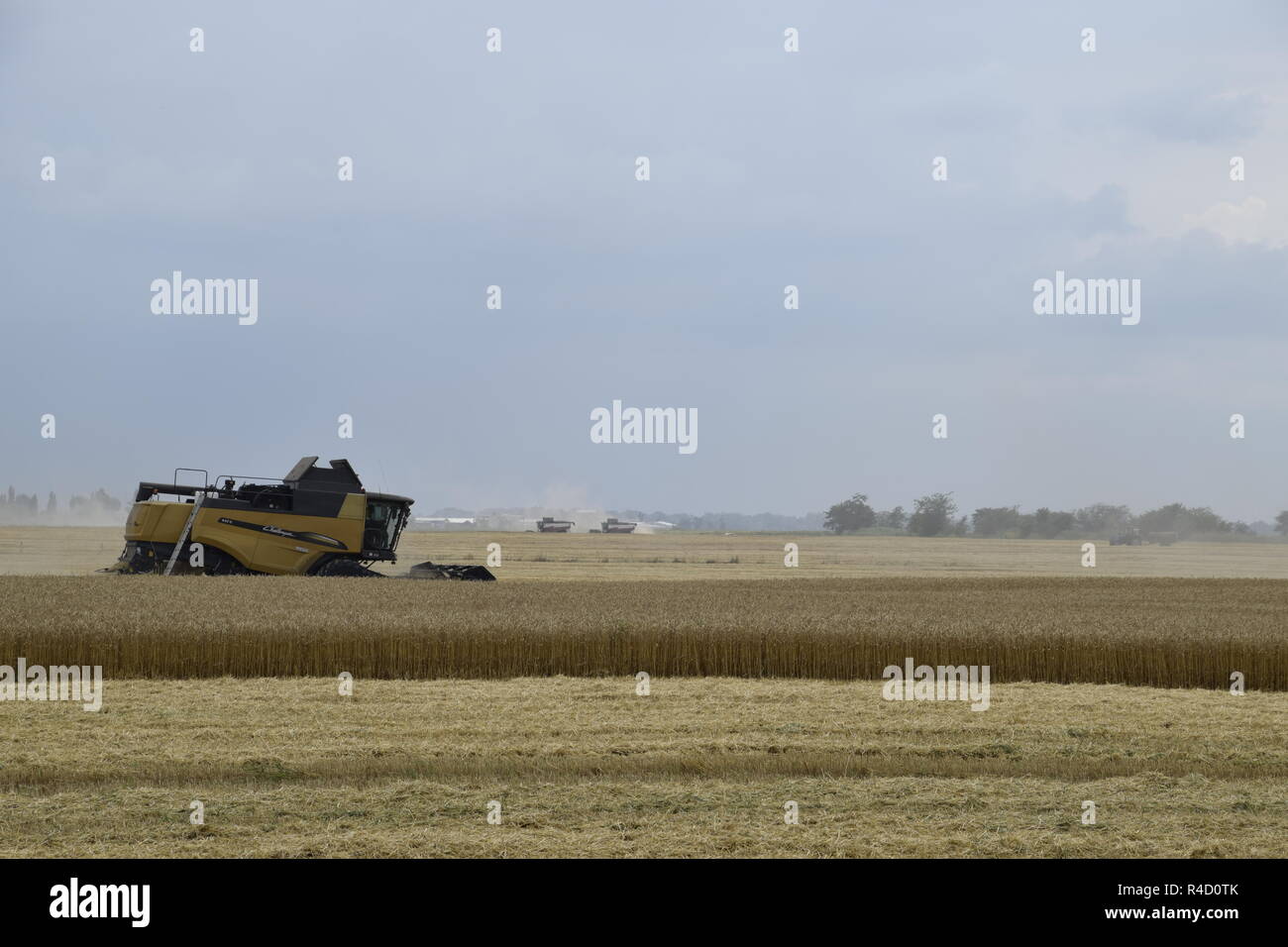 Kombain recueille sur la récolte de blé. Les machines agricoles sur le terrain. Banque D'Images