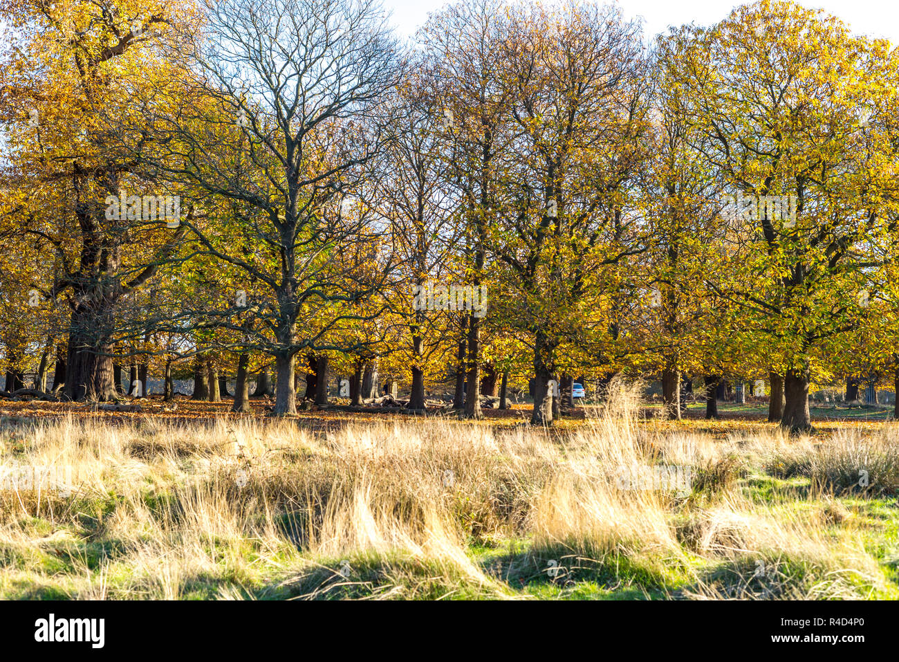 Beaux arbres d'automne avec de l'herbe lisse de l'avant-plan, pris à Richmond Park, Londres Banque D'Images