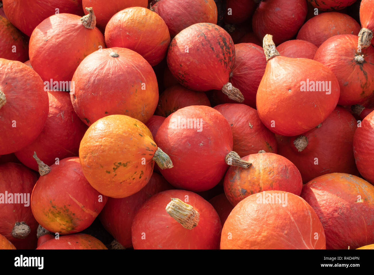 Citrouilles énormes après la récolte Banque D'Images