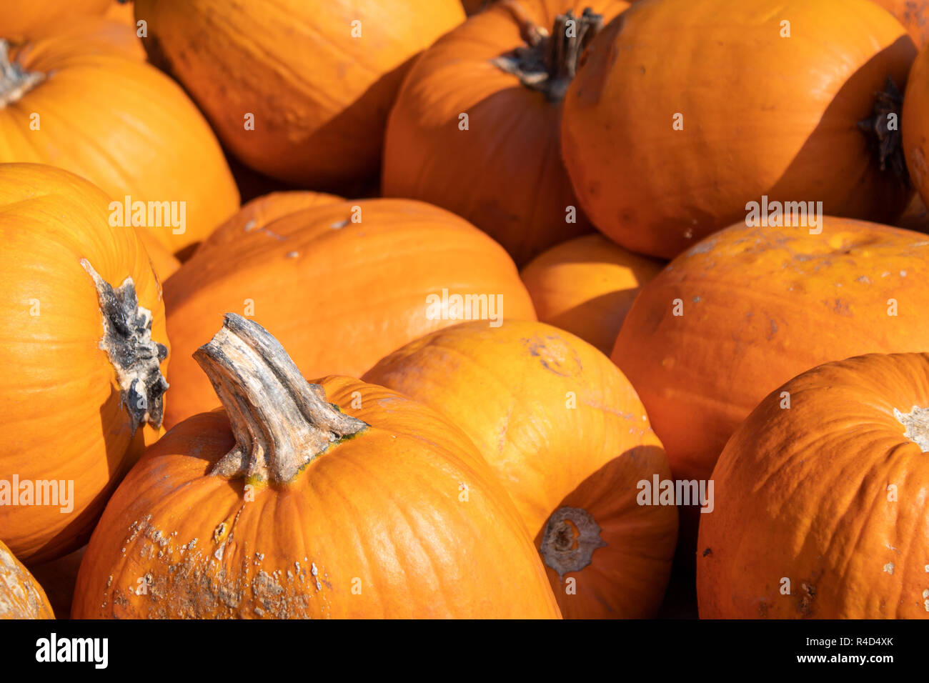 Citrouilles énormes après la récolte Banque D'Images